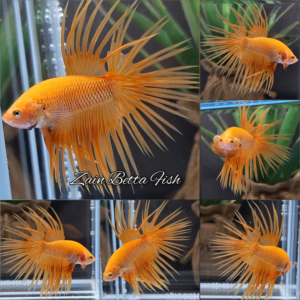 Crowntail Orange Pineapple Betta Fish Male
