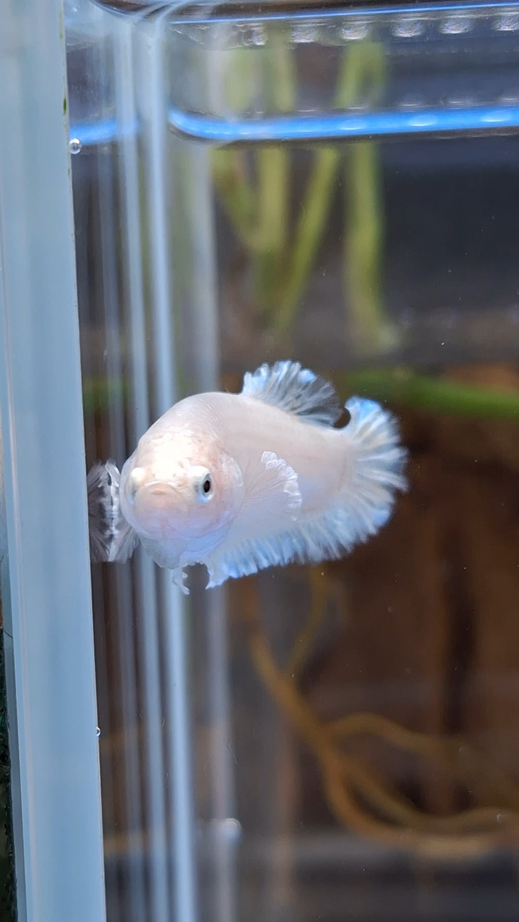 King Feathertail Unicorn Female Betta Fish For Sorority / Breed