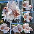 Halfmoon King Feathertail Dumbo Ear Dragon Rose Gold Rare Betta Fish Male