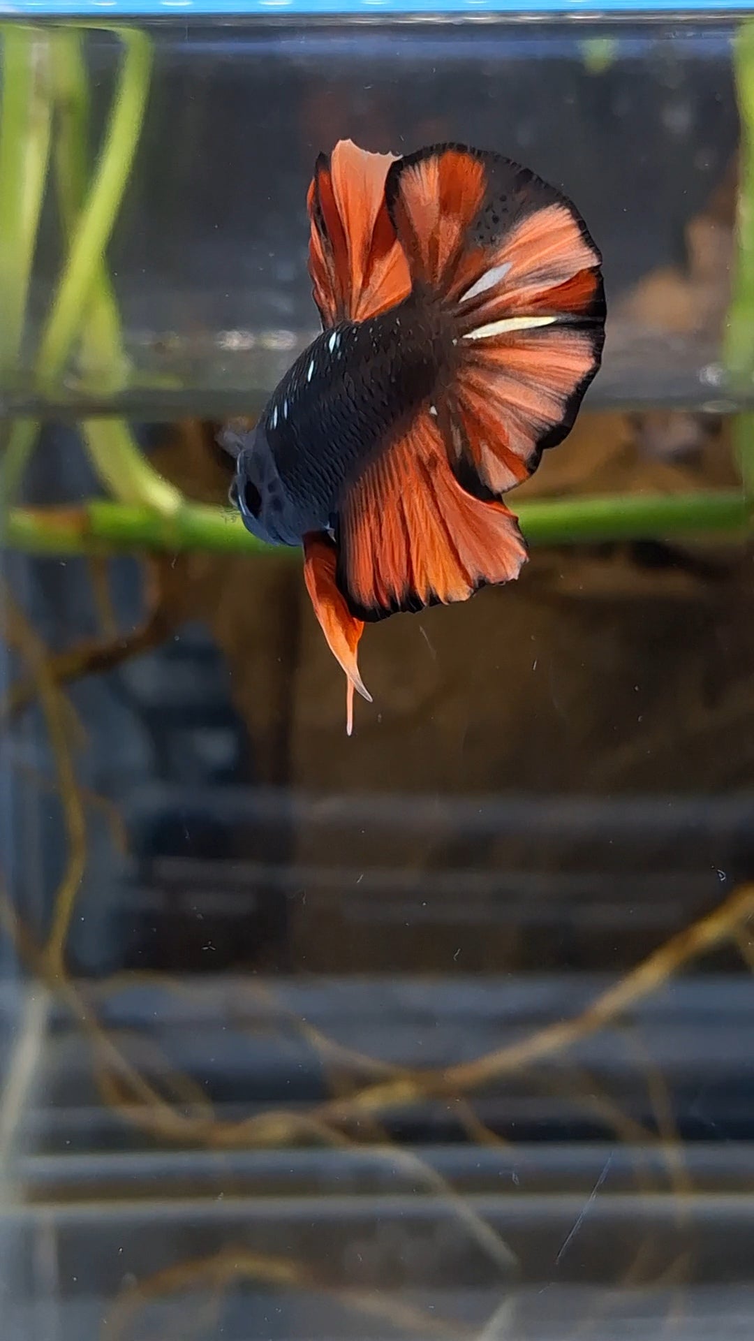 Avatar Nemo Copper Gold Black Variation Plakat HMPK Betta Fish Male