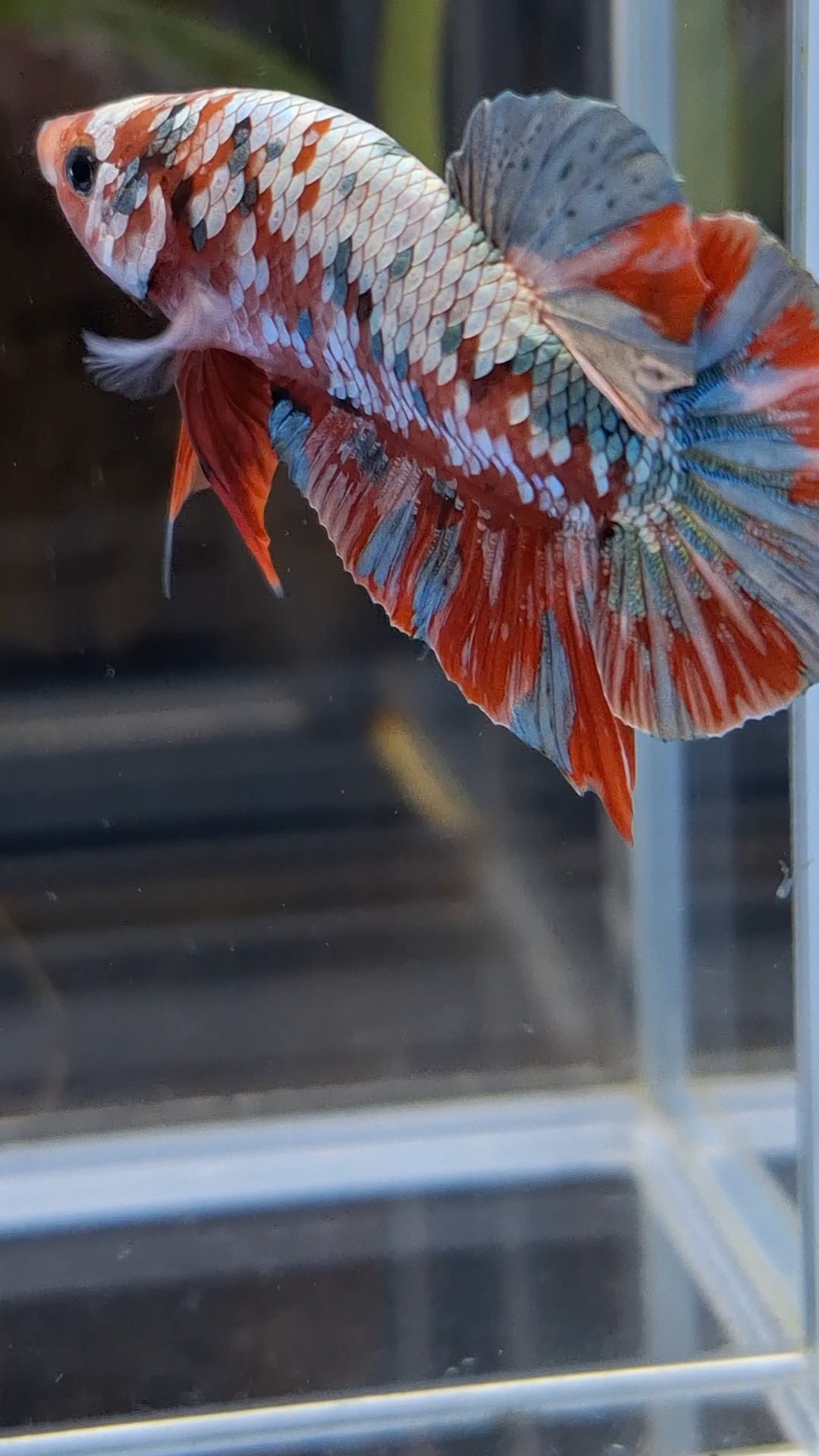 Red Koi Copper Gold Iron Man Plakat HMPK Betta Fish Male