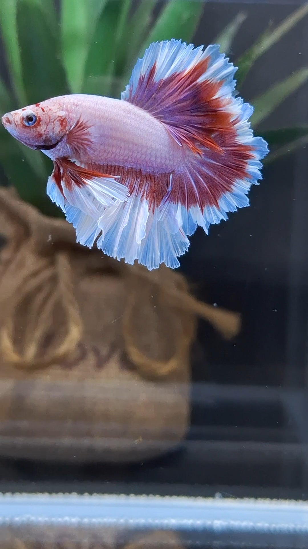 Junior King Feathertail Purple Pink Butterfly Betta Fish Male
