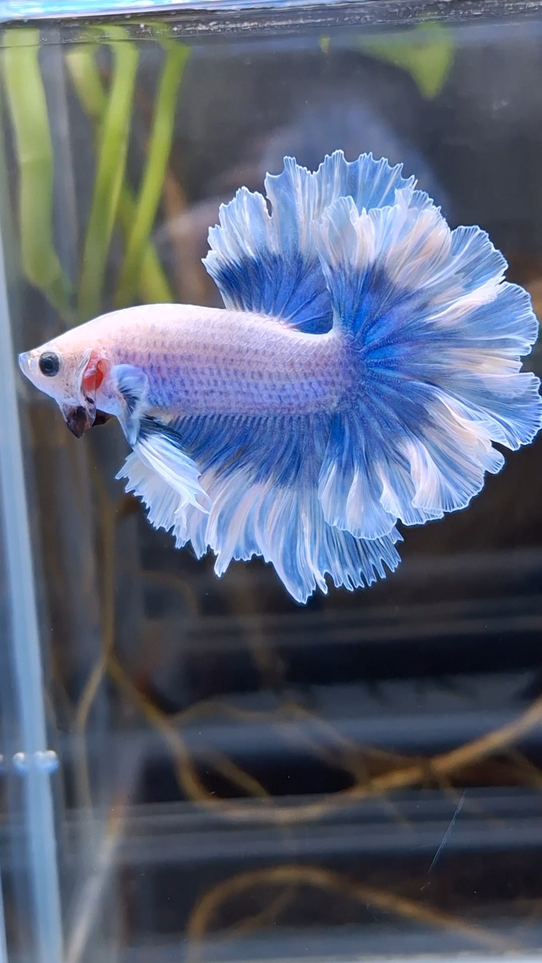 King Feathertail Halfmoon Grizzle Butterfly Premium Rare Betta Fish Male