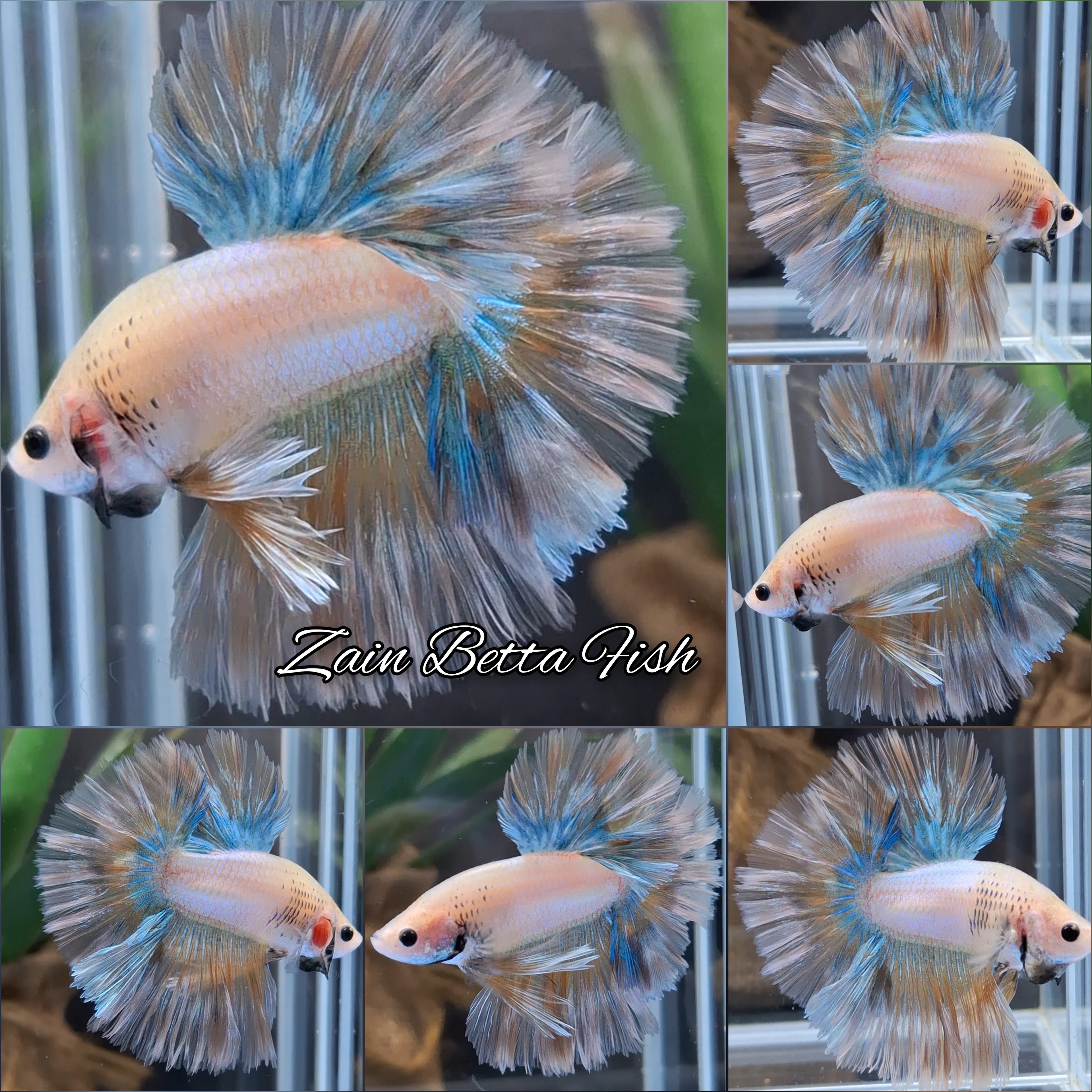 King Feathertail Rosetail Halfmoon Aurora Shimmer Color Yellow Grizzle Betta Fish Male