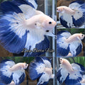 Halfmoon Blue Rim Betta Fish Male