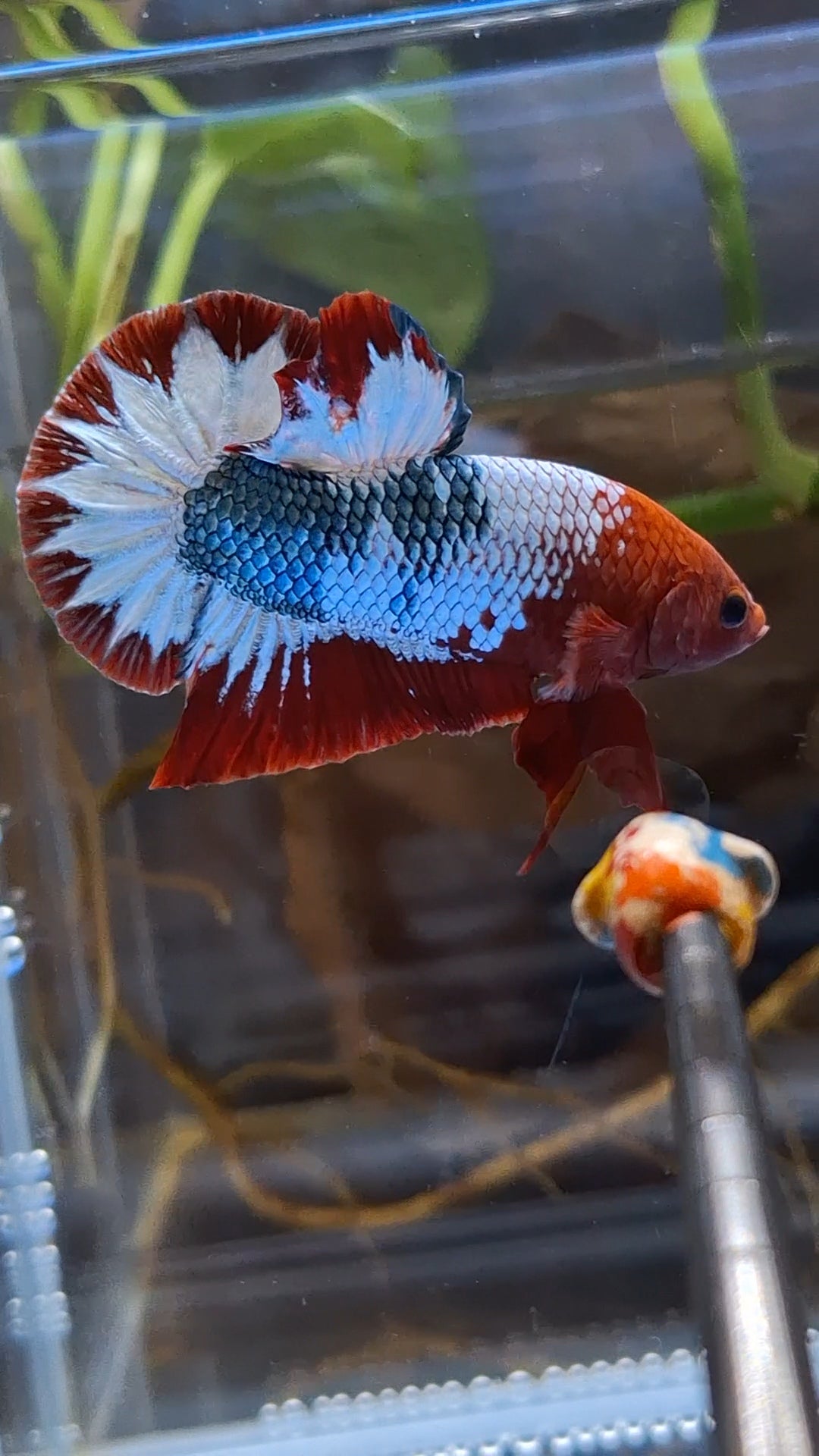 Red Fancy Army FCCP Startail Large Size HMPK Plakat Betta Fish Male