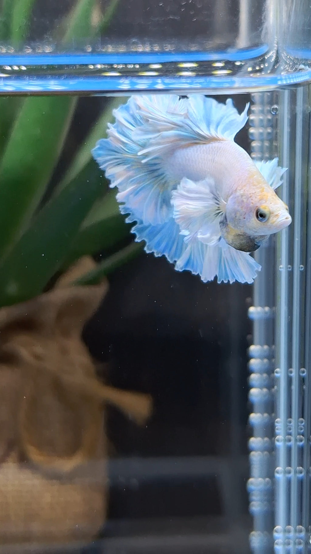 Junior King Feathertail Dumbo Ear Blue Sky Betta Fish Male