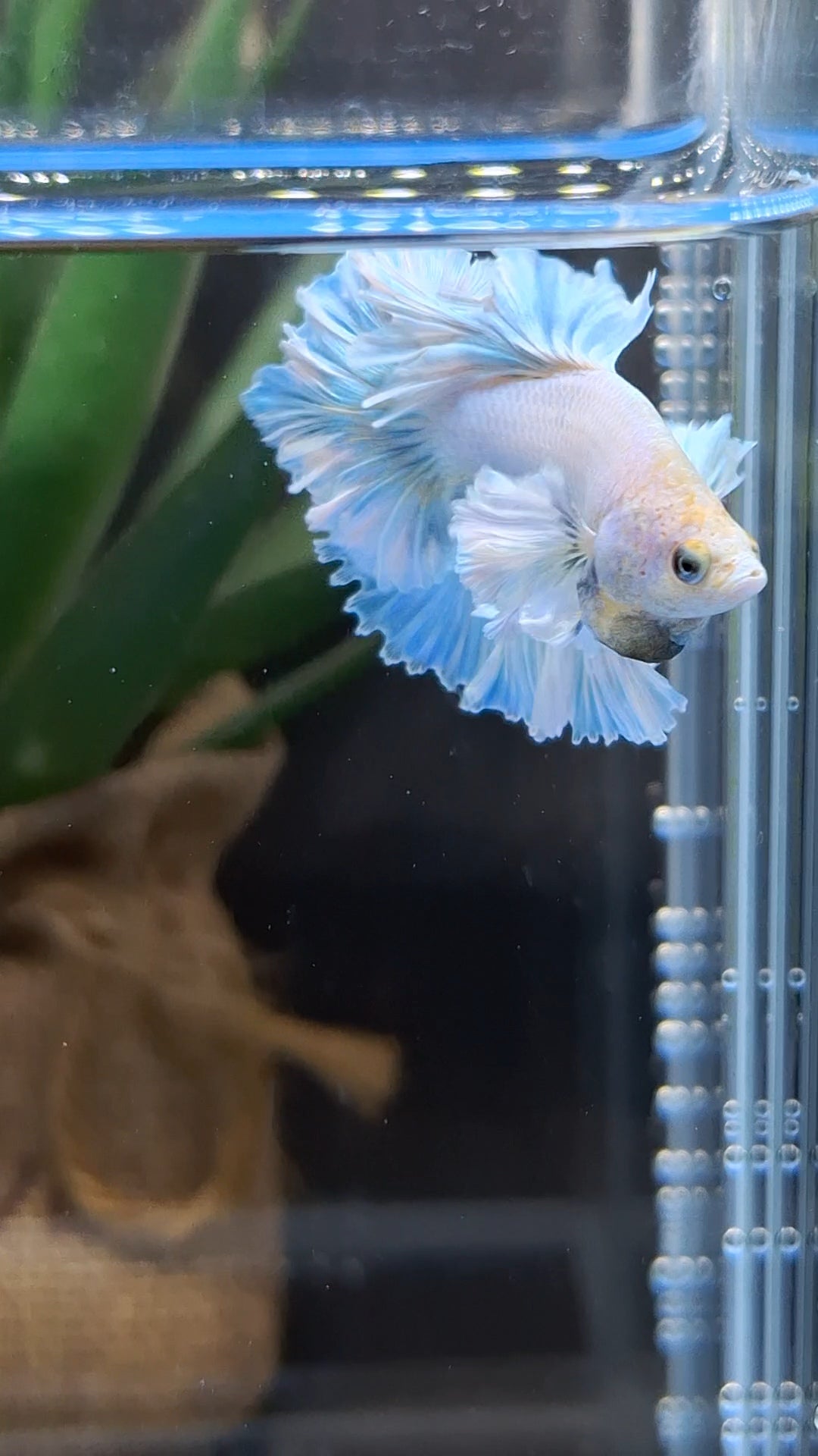 Junior King Feathertail Dumbo Ear Blue Sky Betta Fish Male