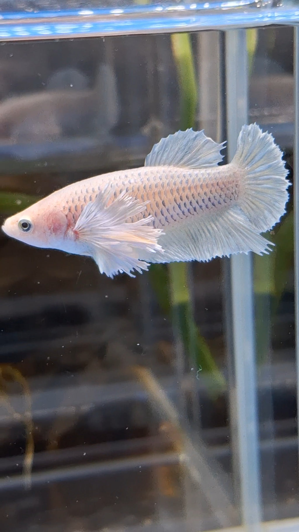 Dumbo Ear Halfmoon Pineapple Soft Yellow Female Betta Fish For Sorority / Breed