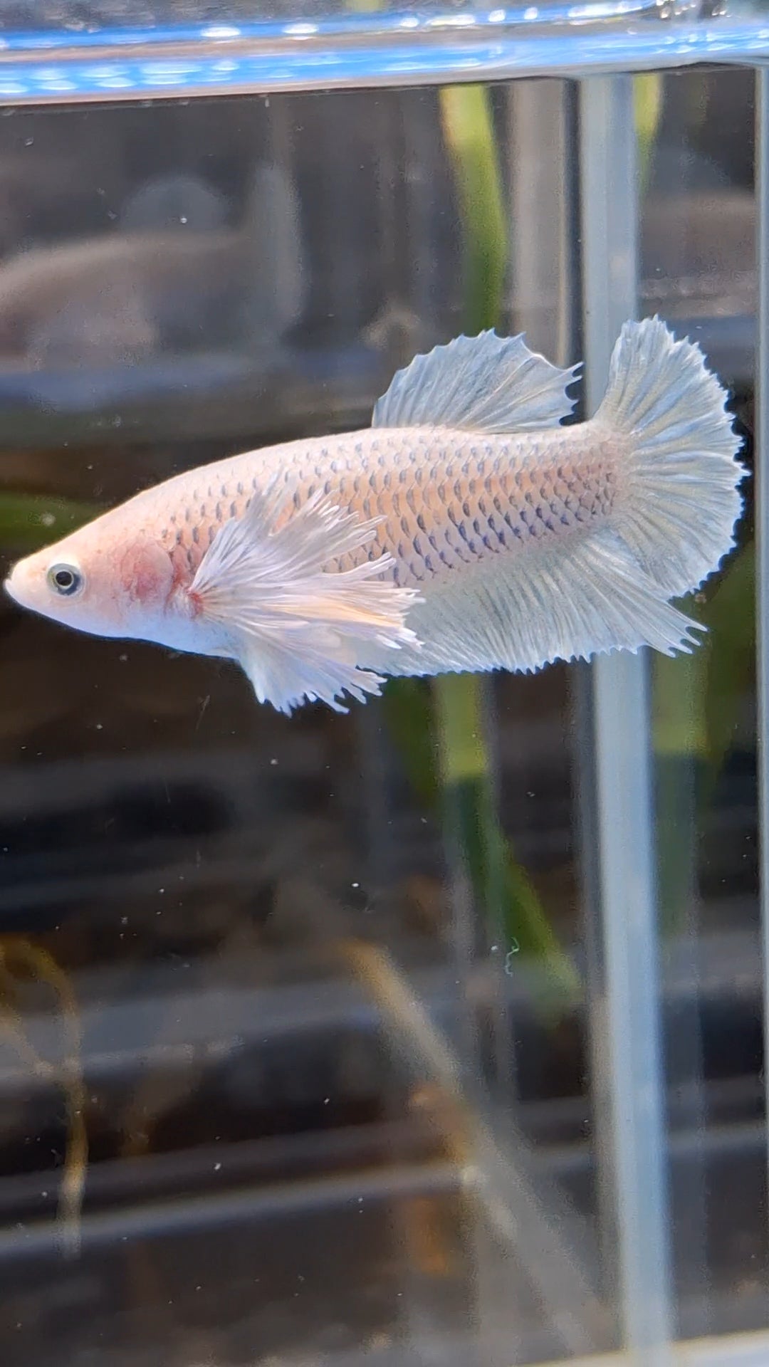 Dumbo Ear Halfmoon Pineapple Soft Yellow Female Betta Fish For Sorority / Breed