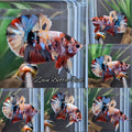 Candy Koi Copper HMPK Betta Fish Male
