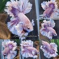 King Feathertail Dumbo Rose Ear Pink Purple Butterfly Premium Betta Fish Male