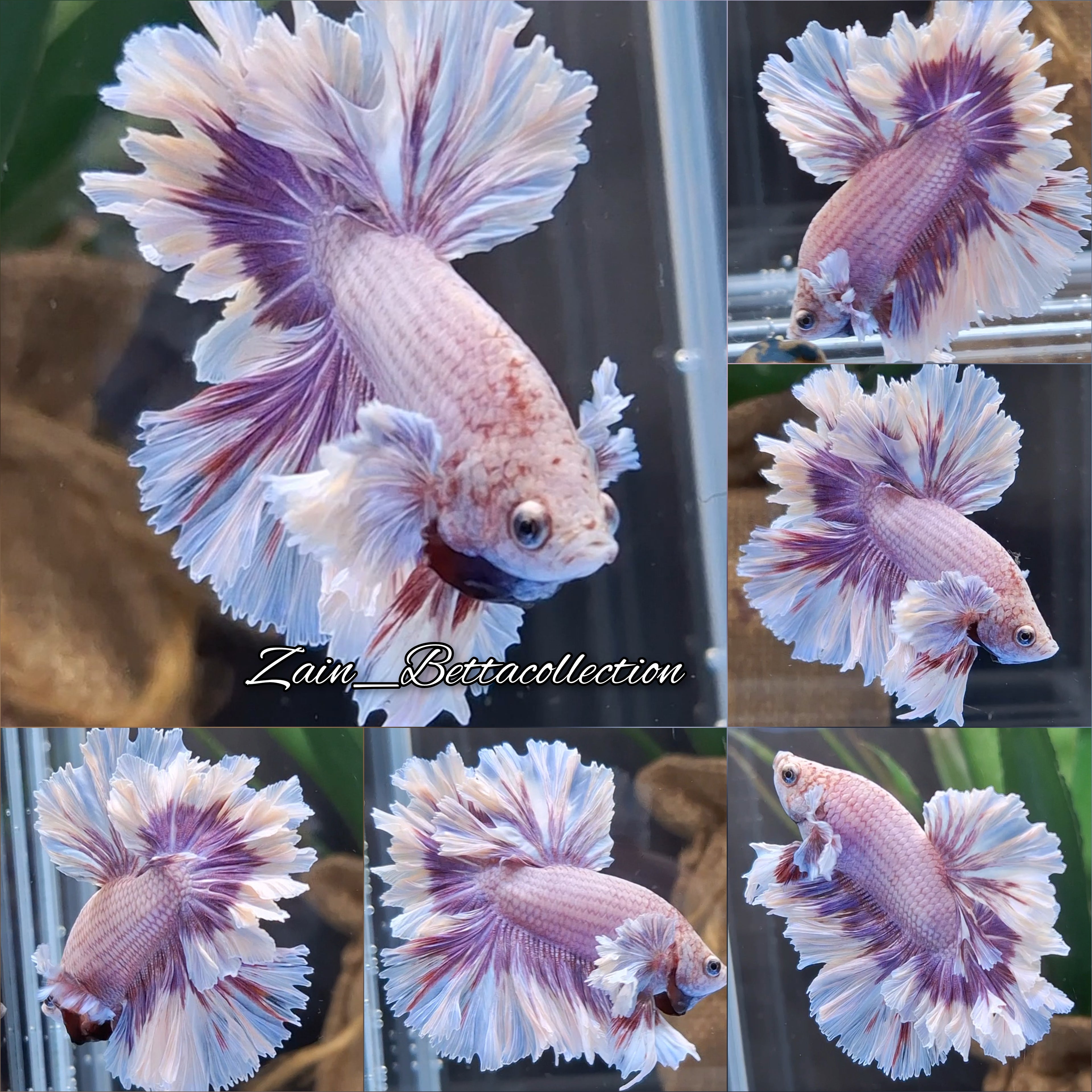 King Feathertail Dumbo Rose Ear Pink Purple Butterfly Premium Betta Fish Male