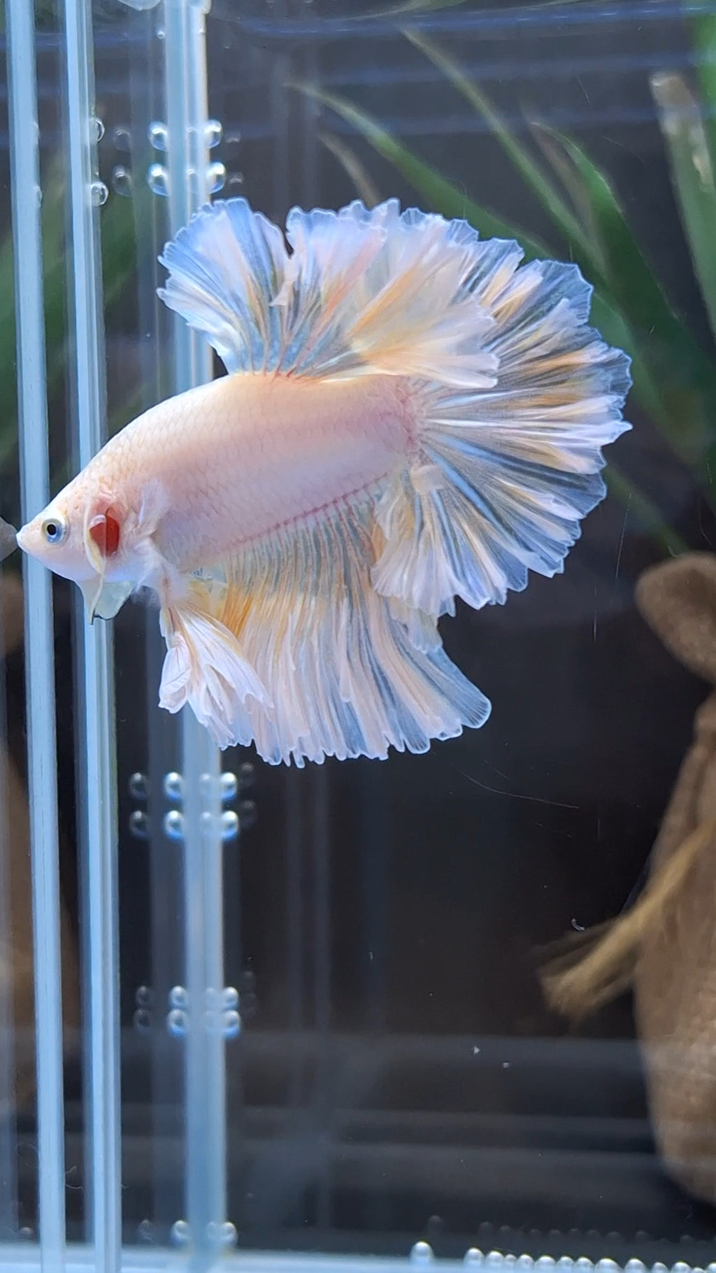King Feathertail Unicorn Betta Fish Male