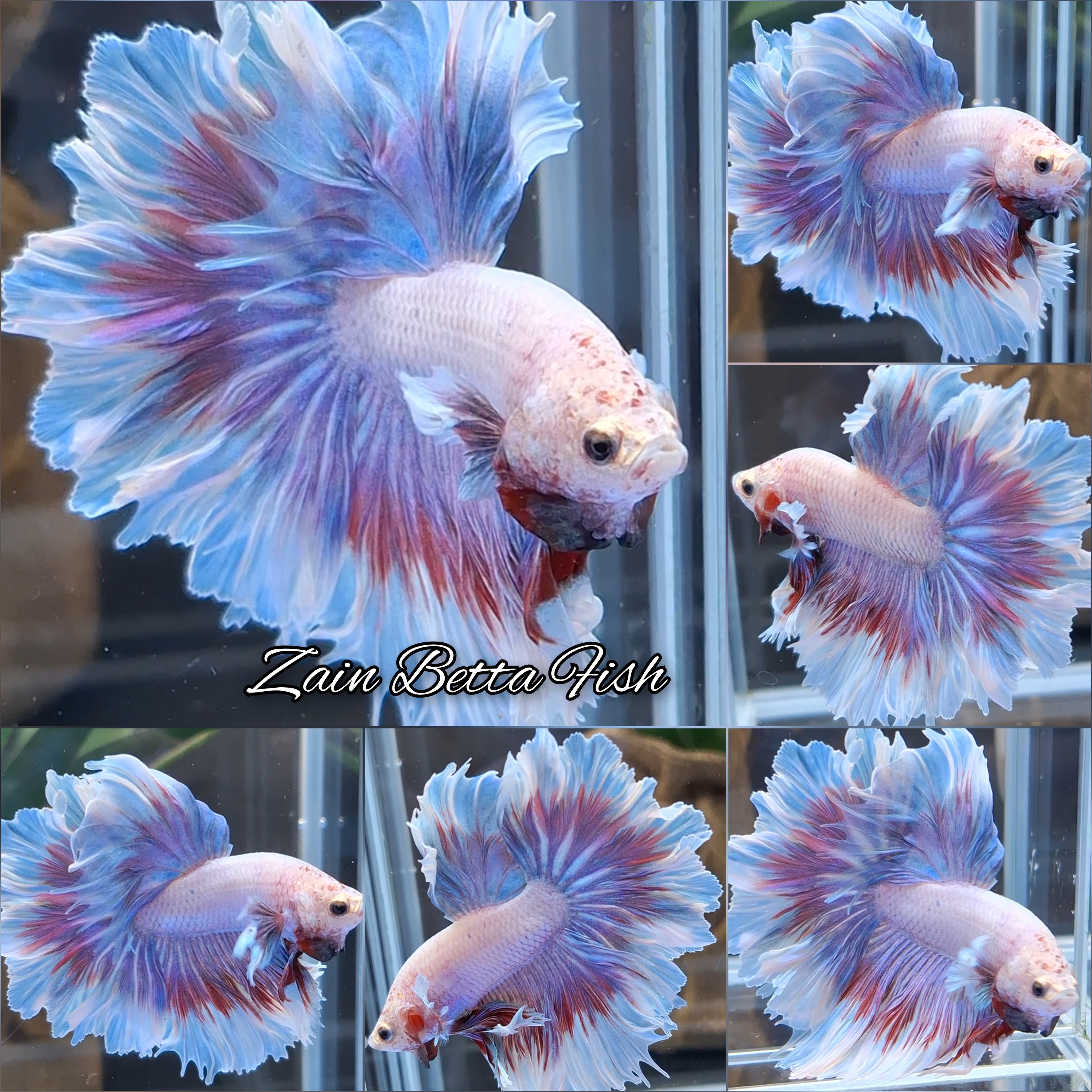 King Feathertail Halfmoon Pink Purple Aurora Pastel Sweet Color Betta Fish Male
