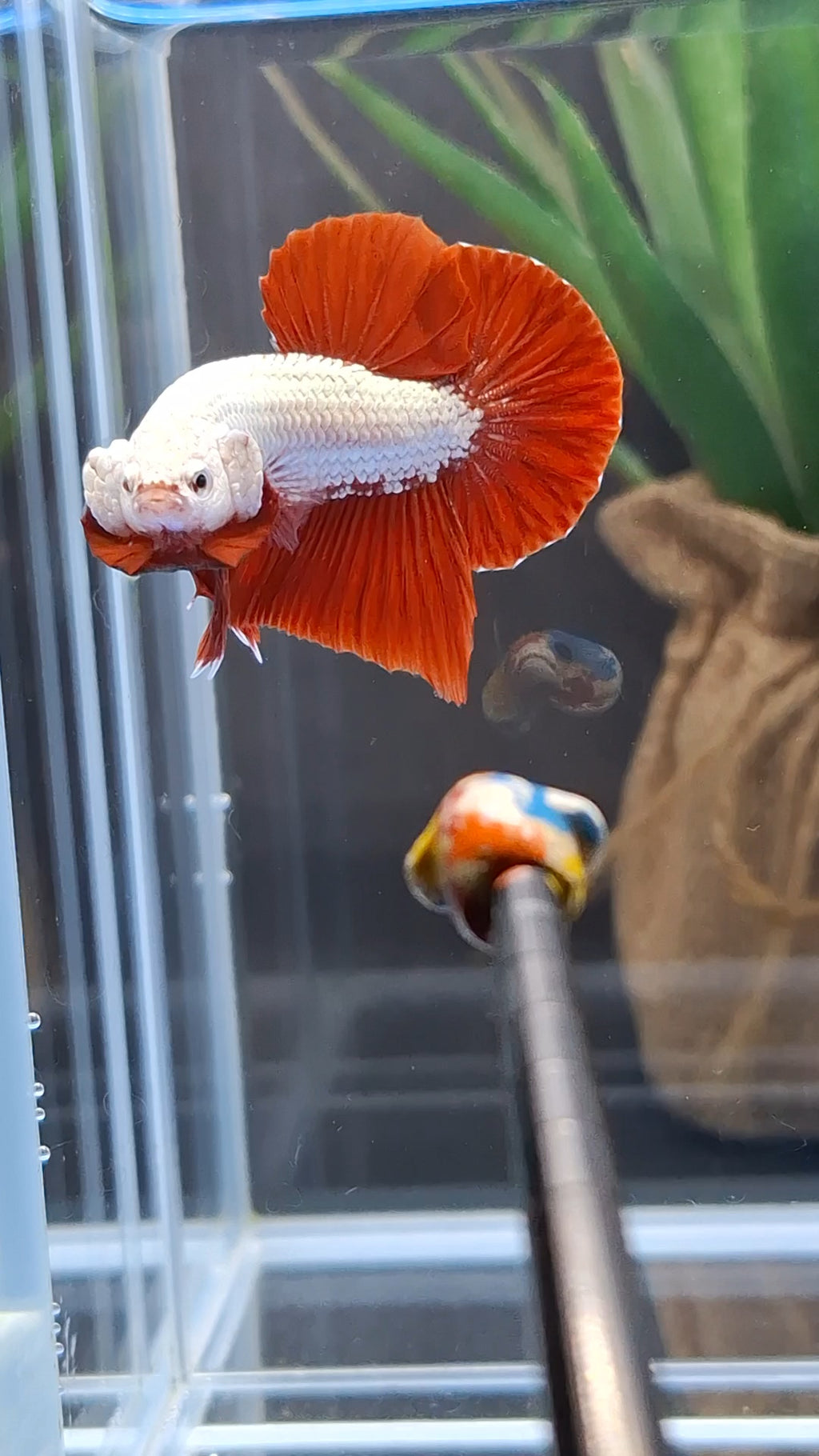 Red Dragon Plakat HMPK Betta Fish Male