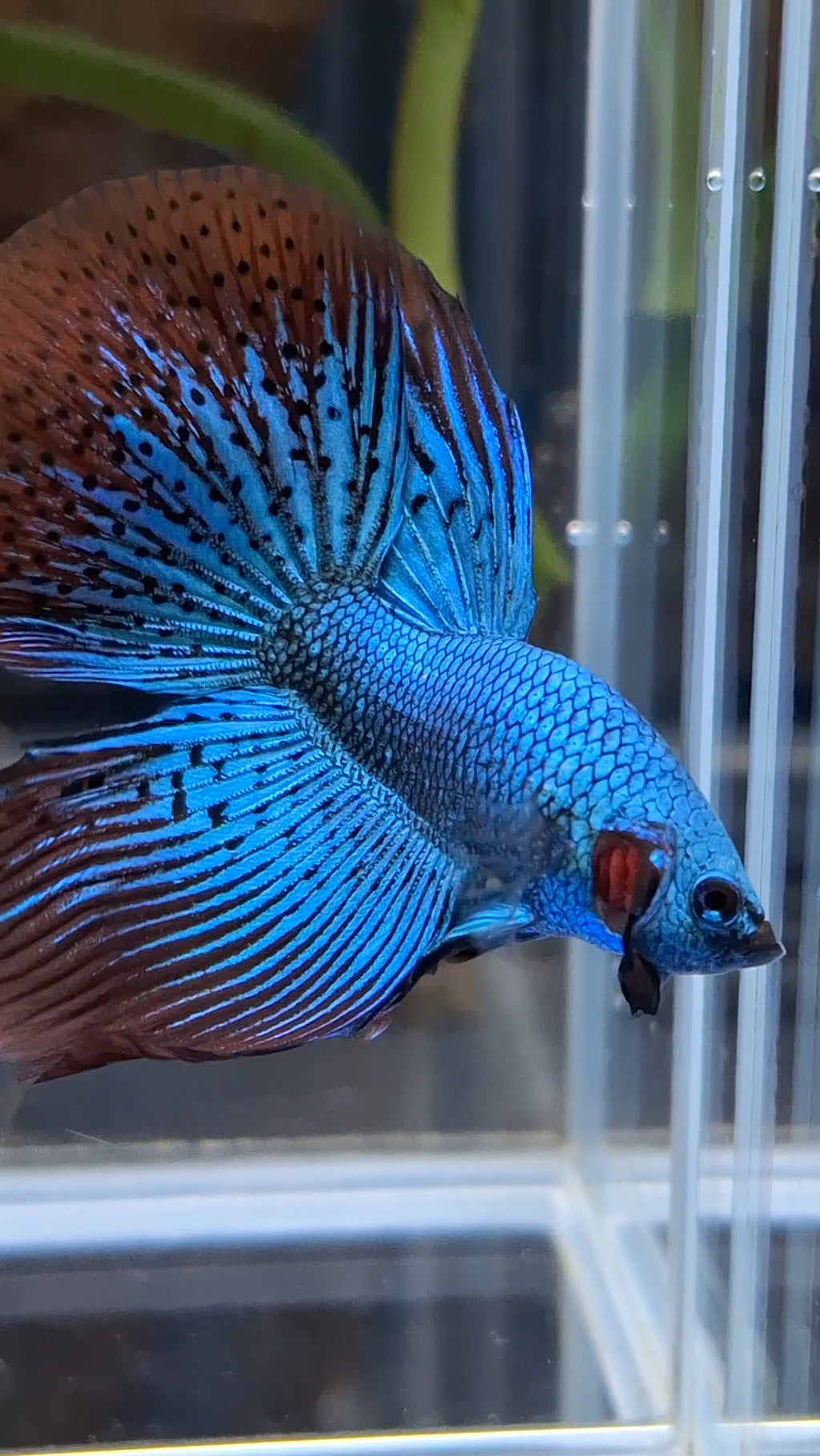Premium Halfmoon Rare Alien Green Wild Betta Fish Male