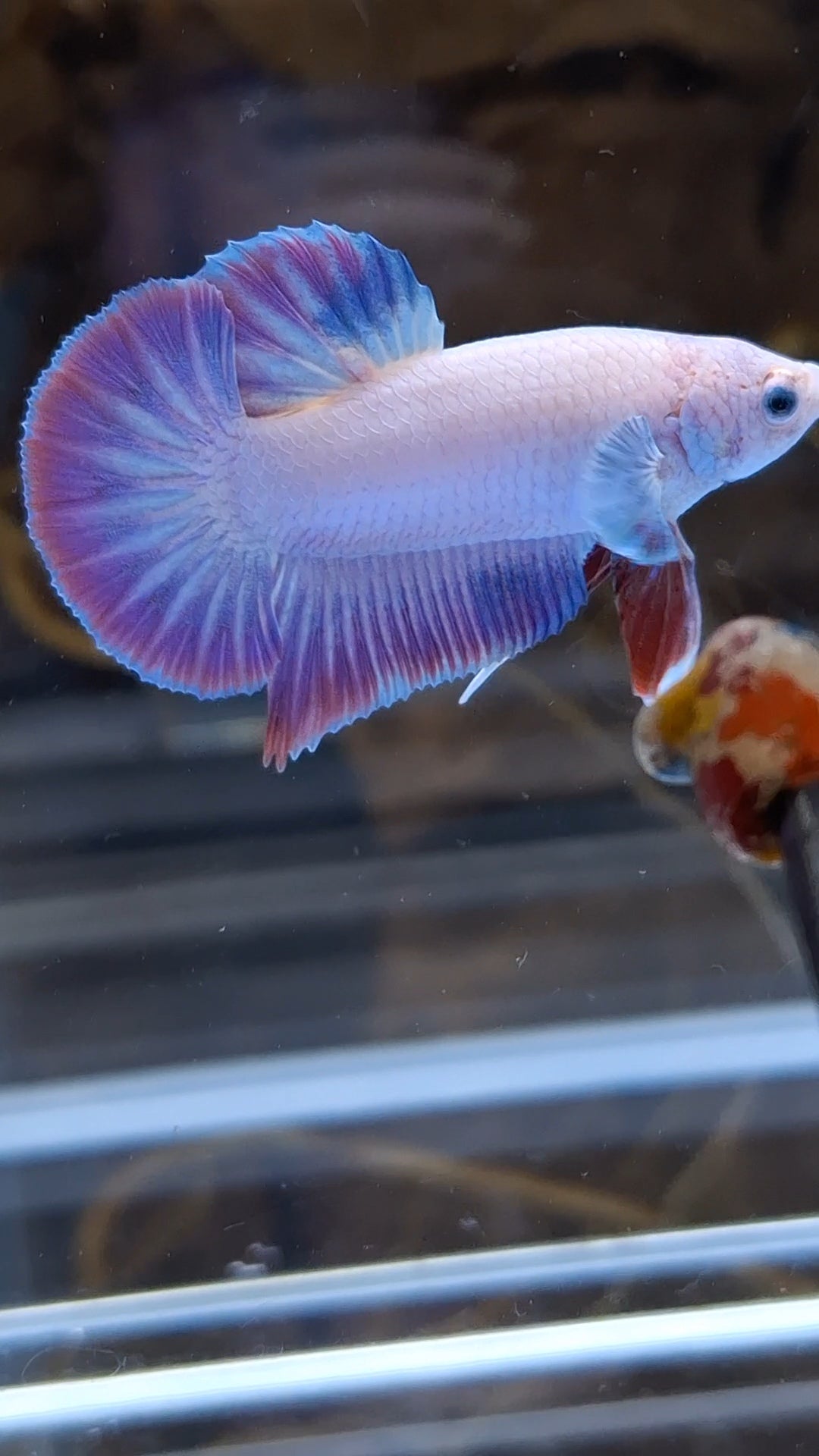 Hologram Aurora Pink Purple Plakat HMPK Rare Betta Fish Male