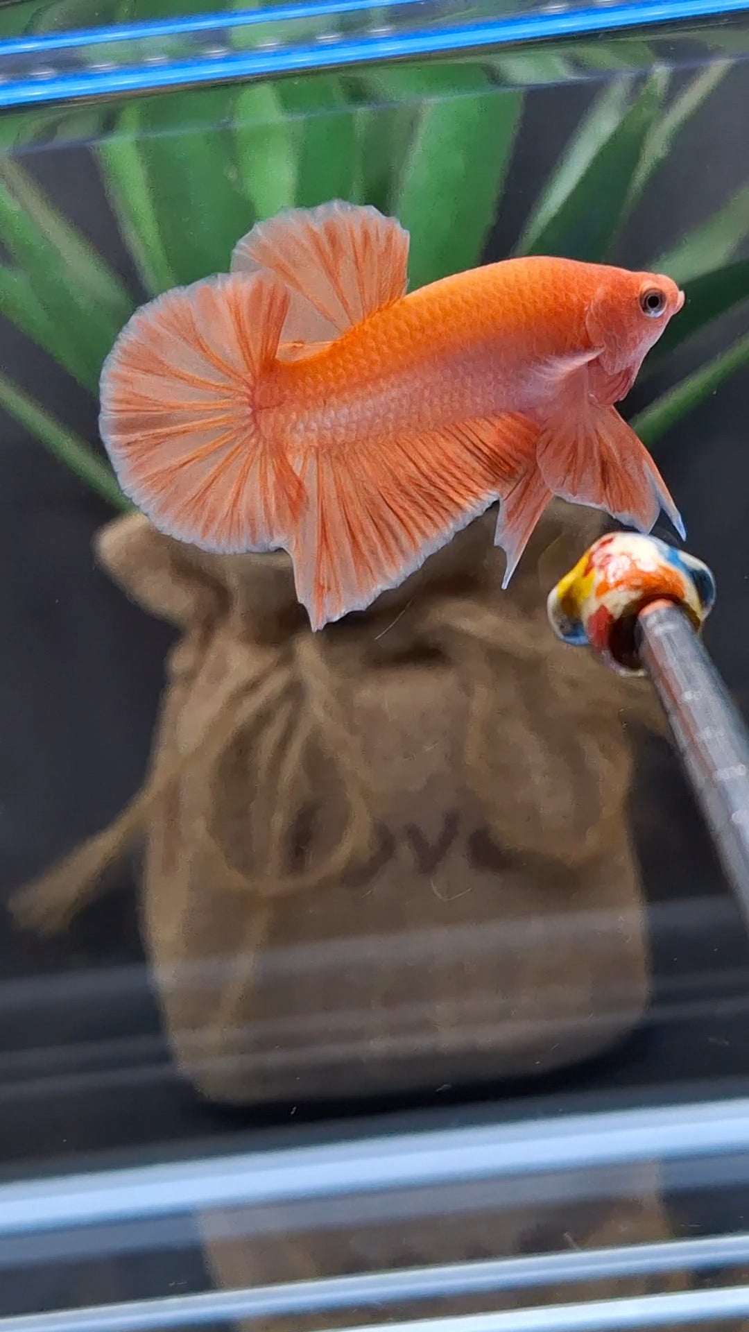 Orange Solid Premium Plakat HMPK Betta Fish Male