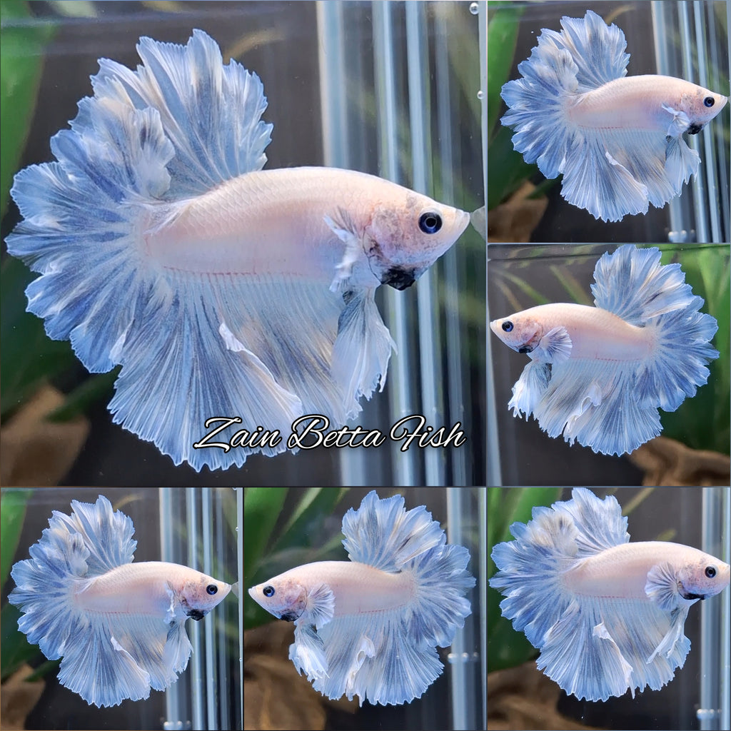 King Feathertail Pastel Blue Sky Betta Fish Male