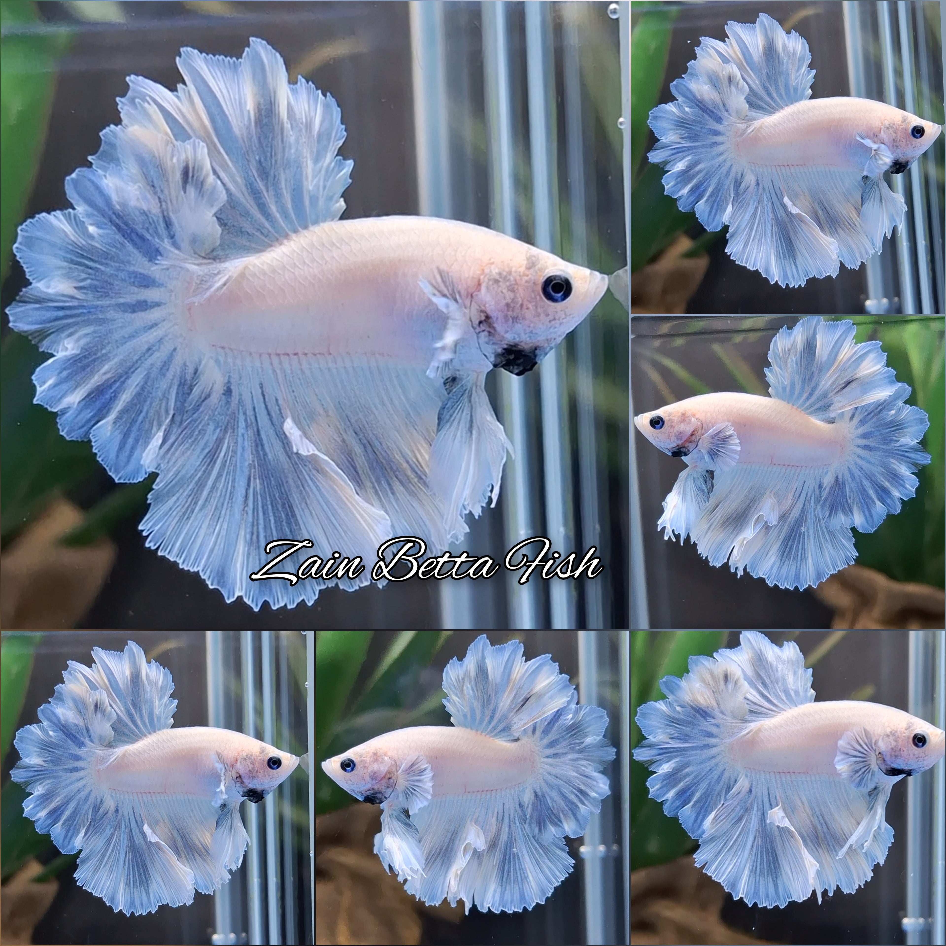 King Feathertail Pastel Blue Sky Betta Fish Male