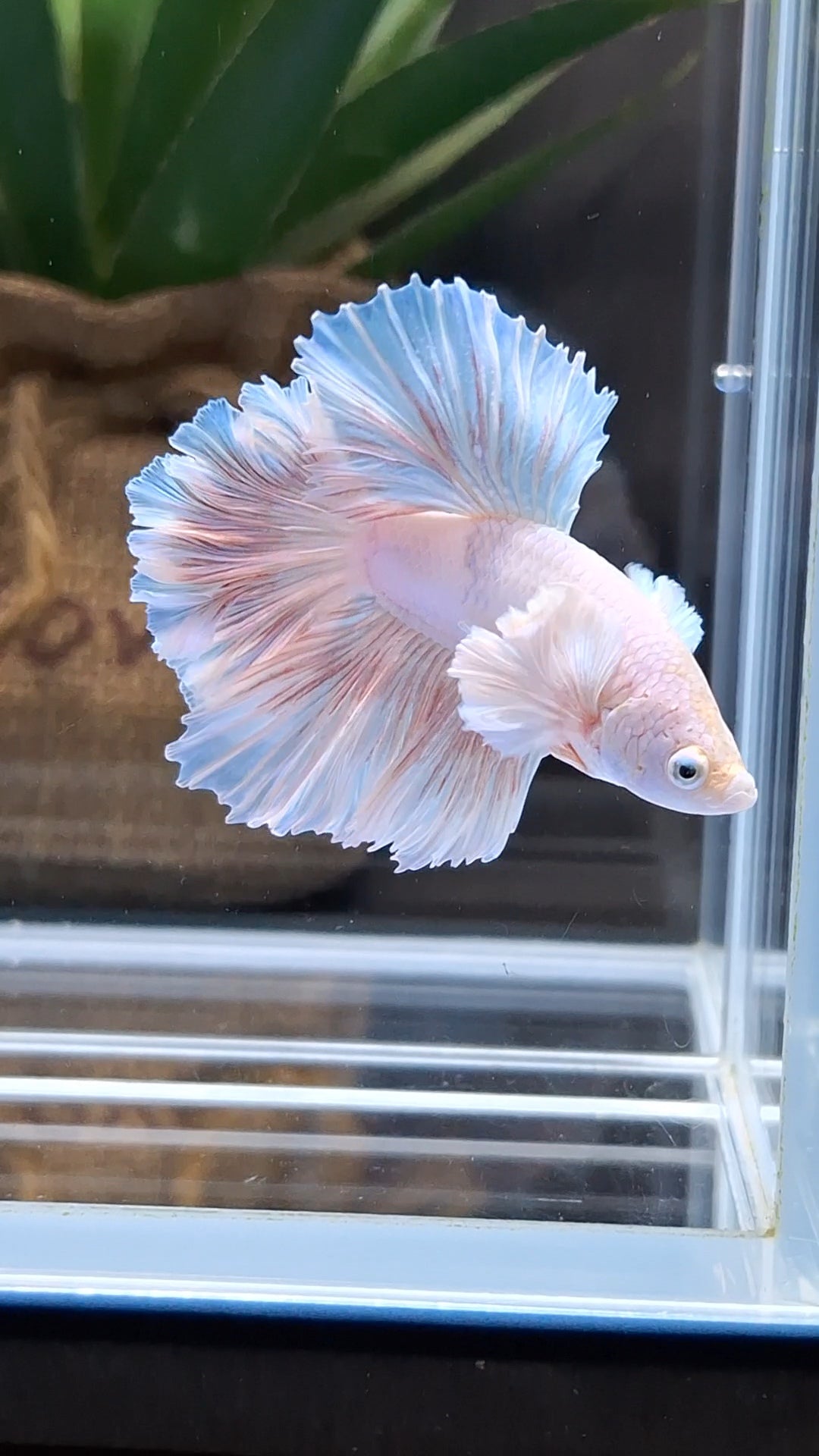 Halfmoon King Feathertail Rose Dumbo Ear Pink Butterfly Betta Fish Male