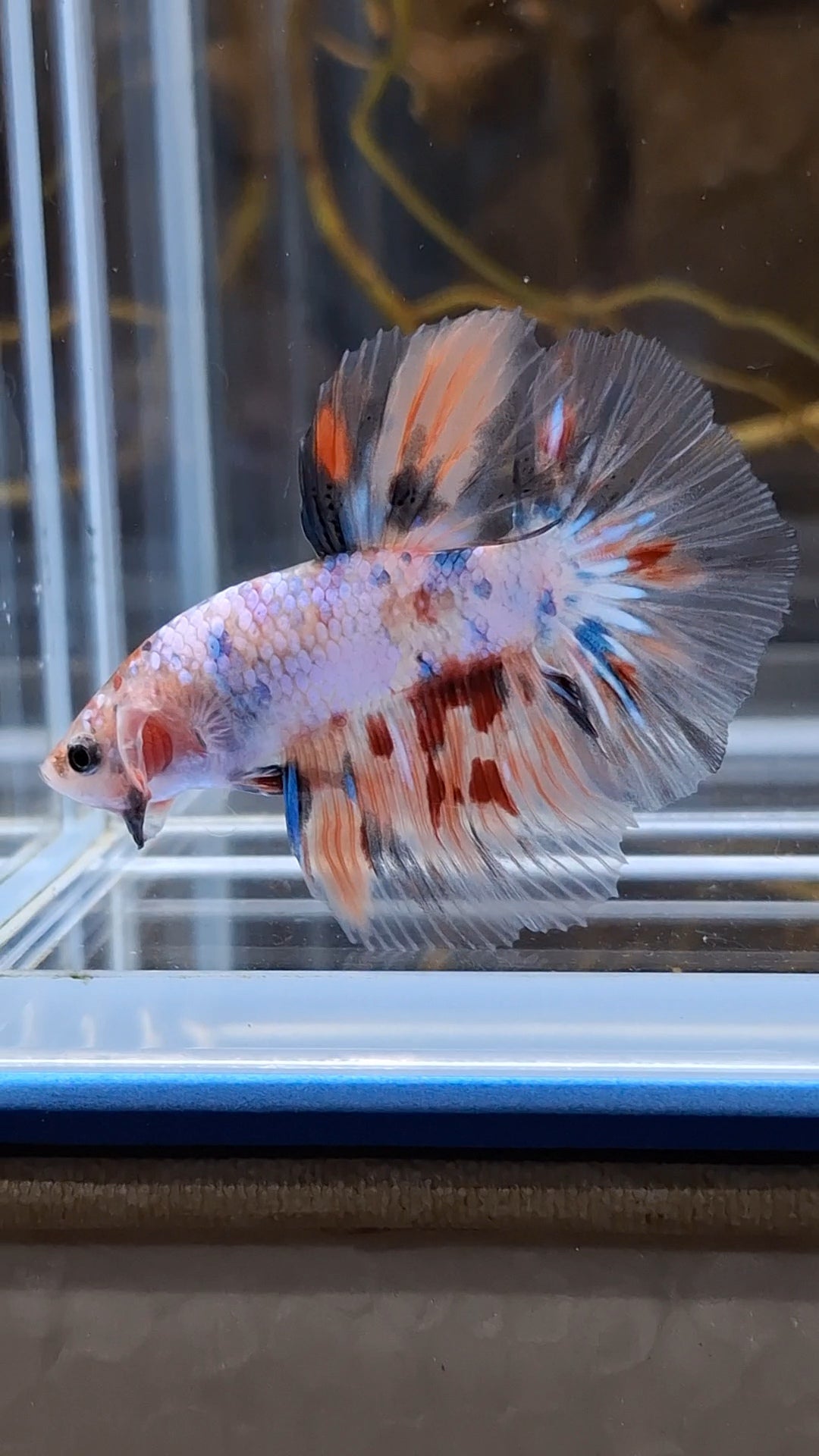 Halfmoon Candy Koi Multicolor Betta Fish Male