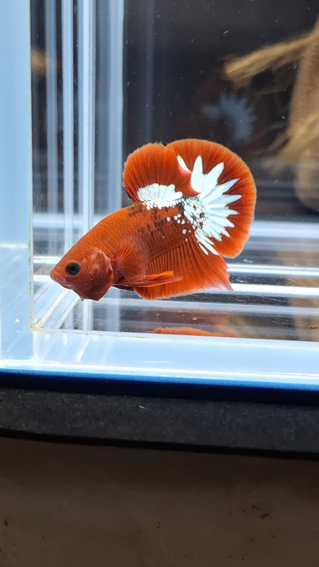 Red Fancy Copper FCCP Startail Plakat HMPK Betta Fish Male
