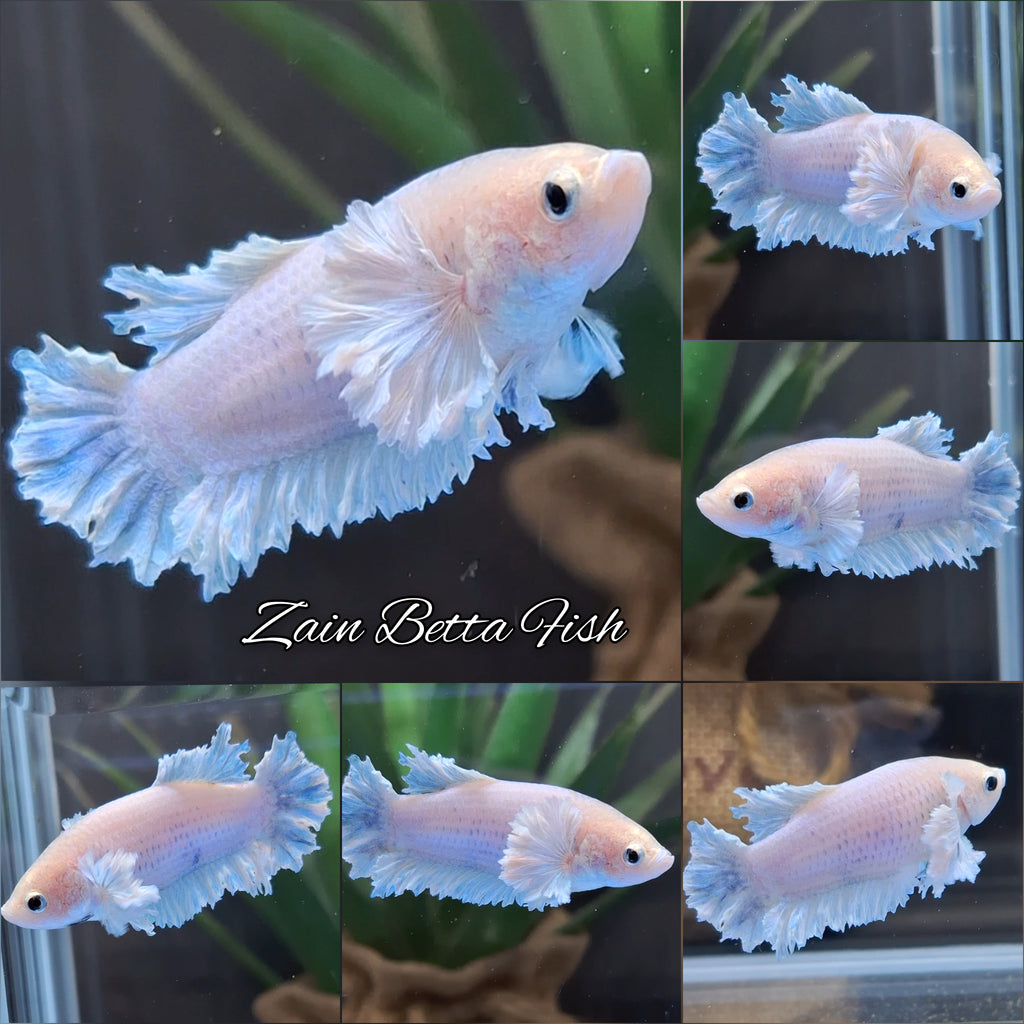 King Feathertail Rose Dumbo Ear Female Betta Fish For Sorority / Breed