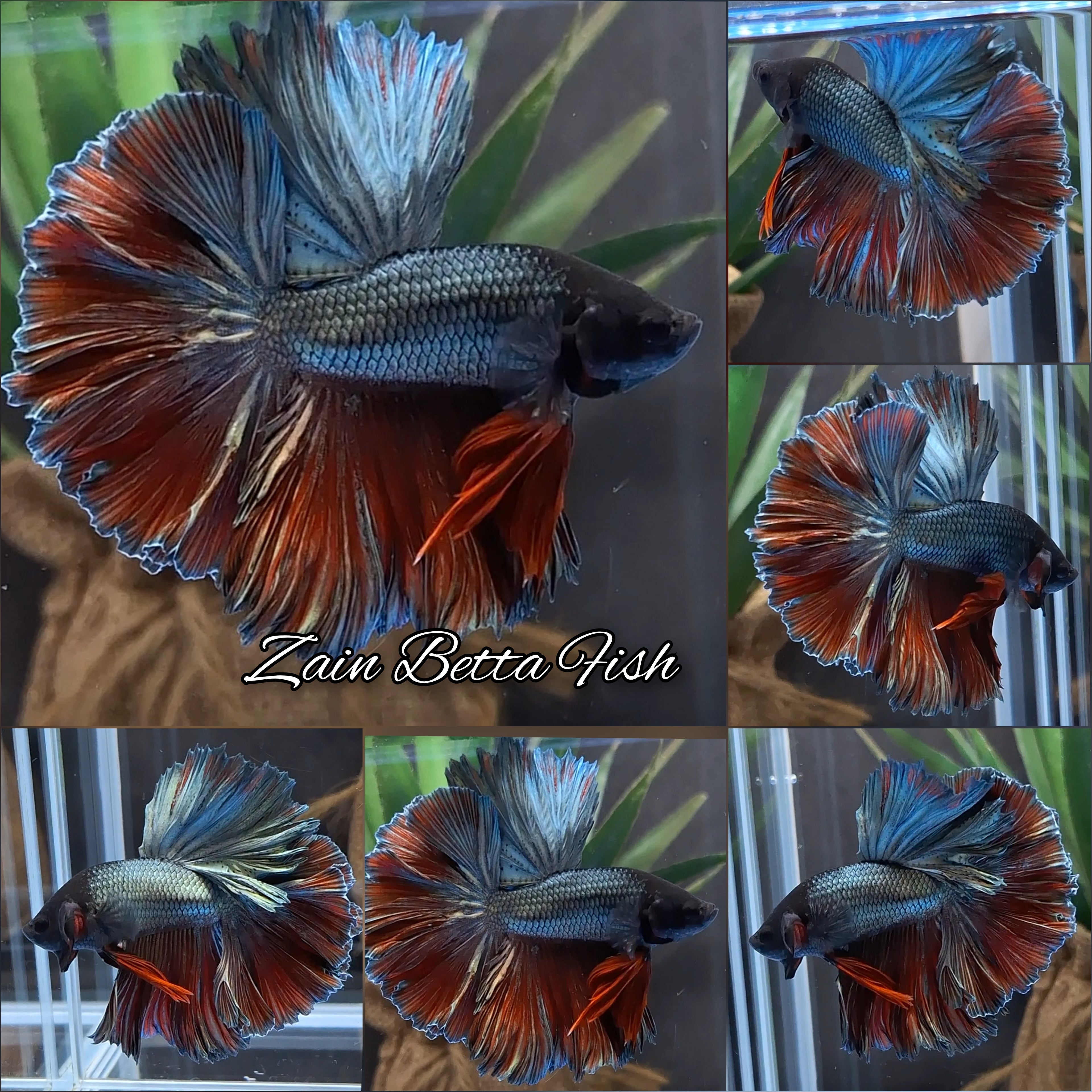 Copper King Rosetail Halfmoon Betta Fish Male