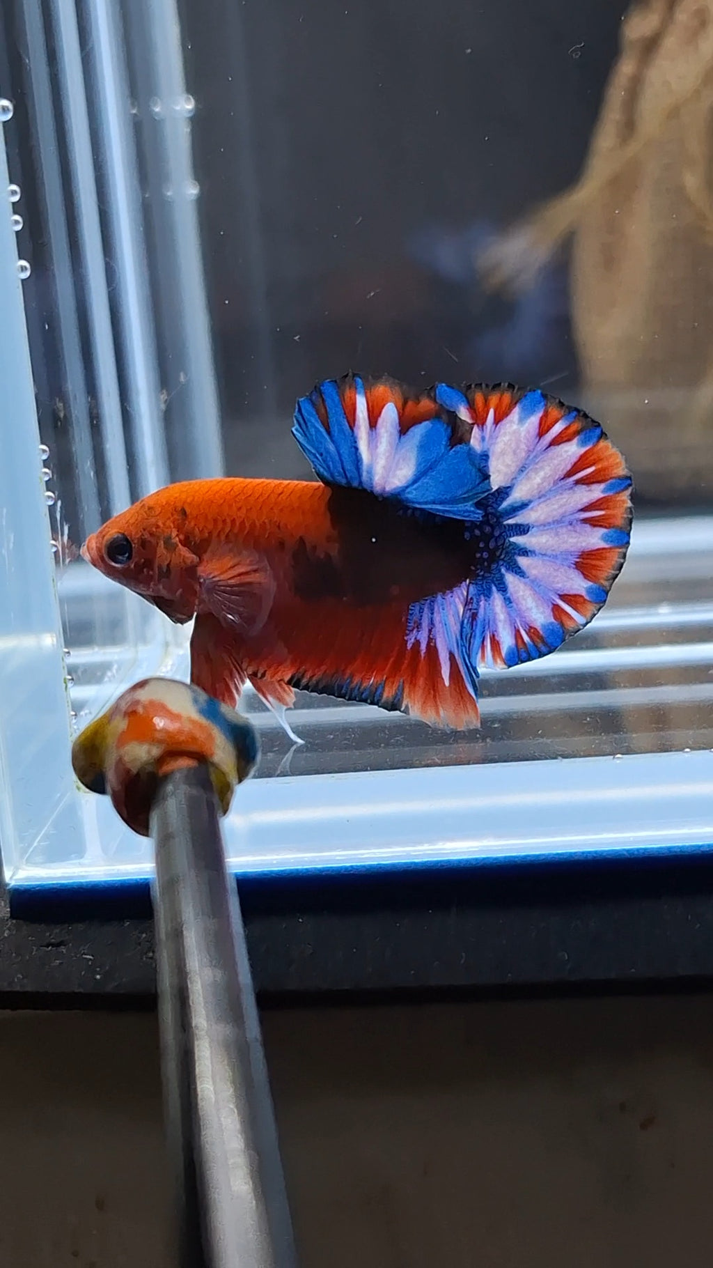 Fancy Hellboy Plakat HMPK Betta Fish Male