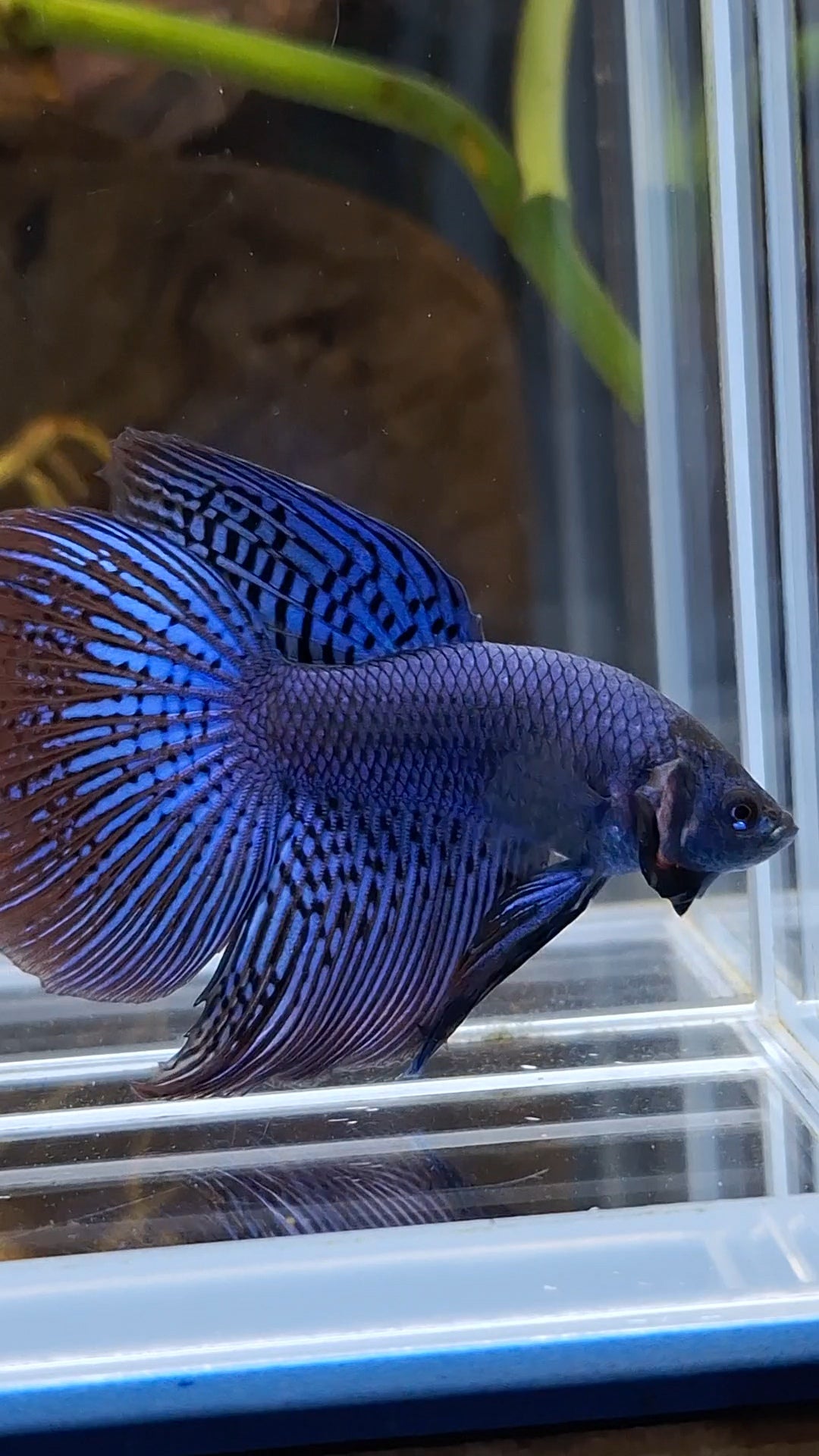 Alien Long Fins Blue Delta Tail Rare Wild Betta Fish Male