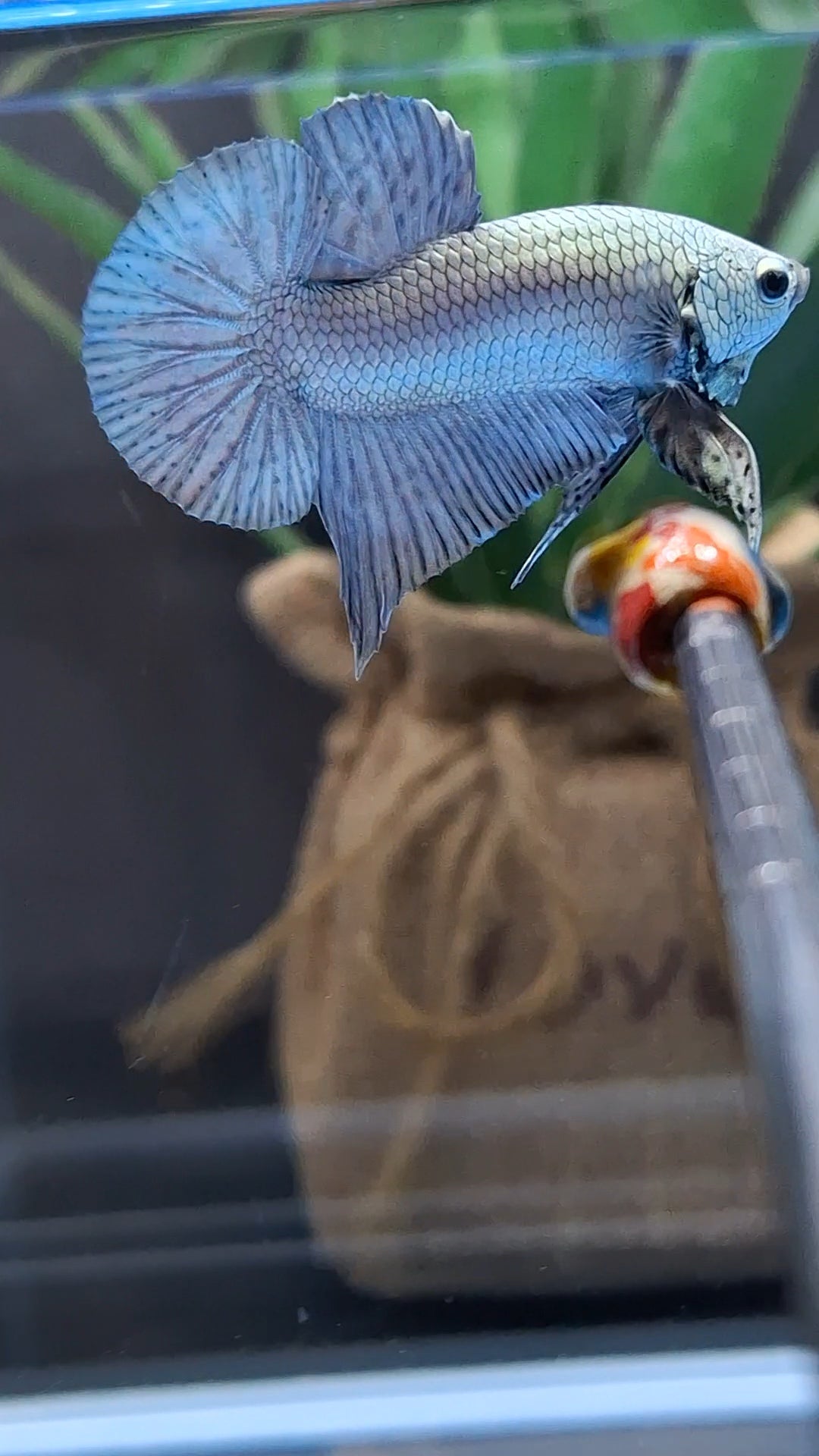 Copper Solid Premium Plakat HMPK Betta Fish