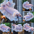 King Feathertail Dumbo Rose Ear Pink Aurora Premium Betta Fish Male