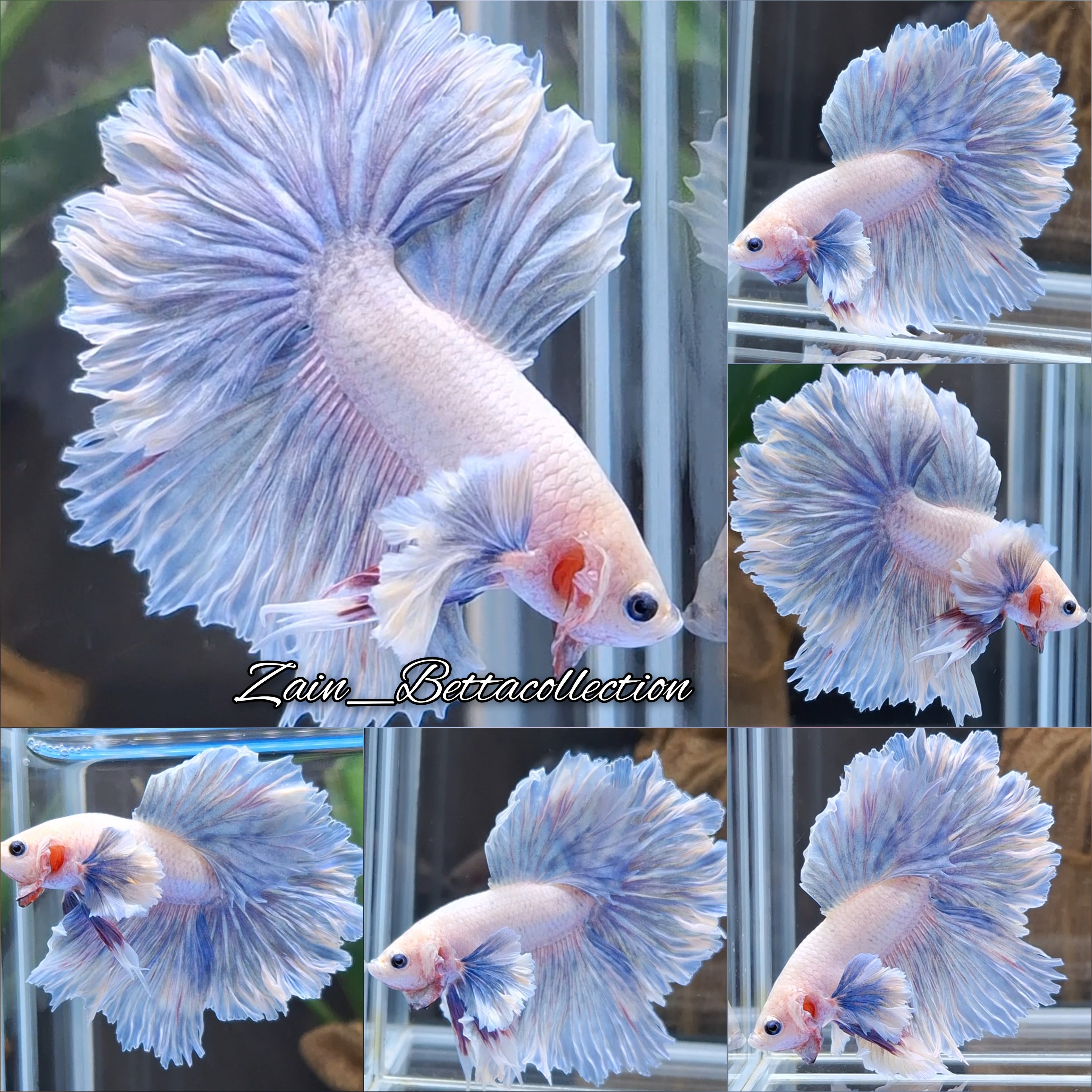 Dumbo Ear Blue Sky Feathertail Betta Fish Male