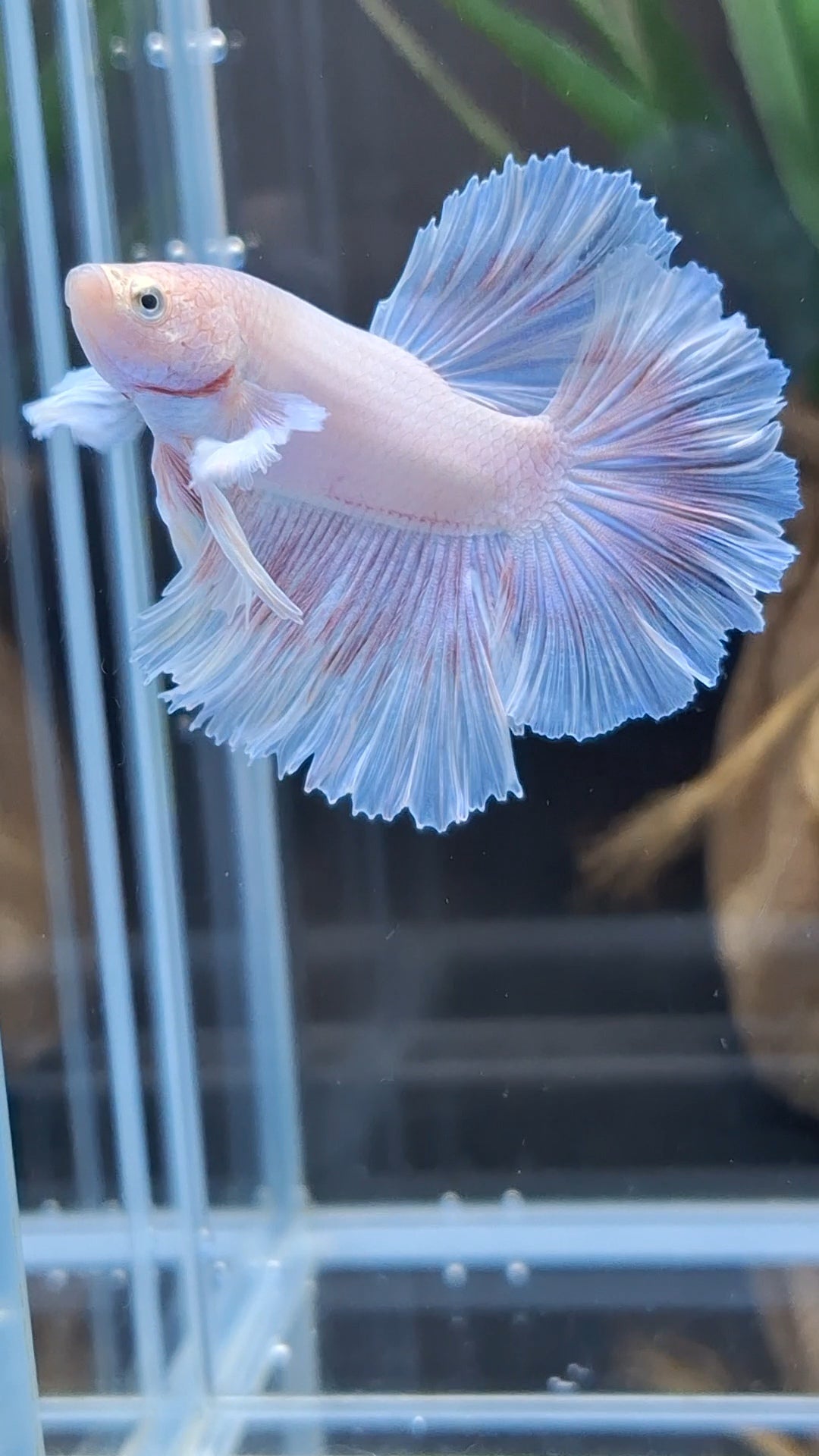 Halfmoon Feathertail Pink Dumbo Ear Sweet Color Betta Fish Male