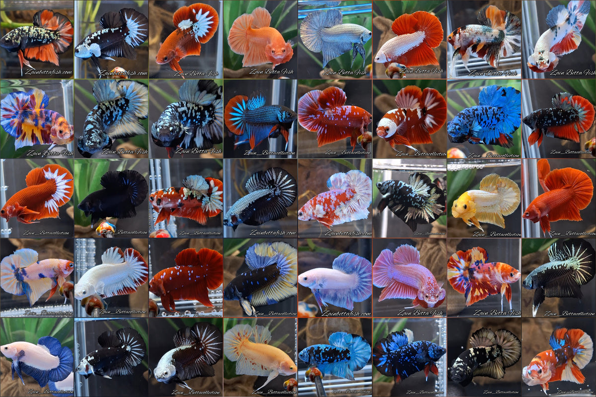Wholesale 50 Fish Random Plakat HMPK Betta Fish Male