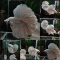 OHM Halfmoon White Platinum Opaque Betta Fish Male