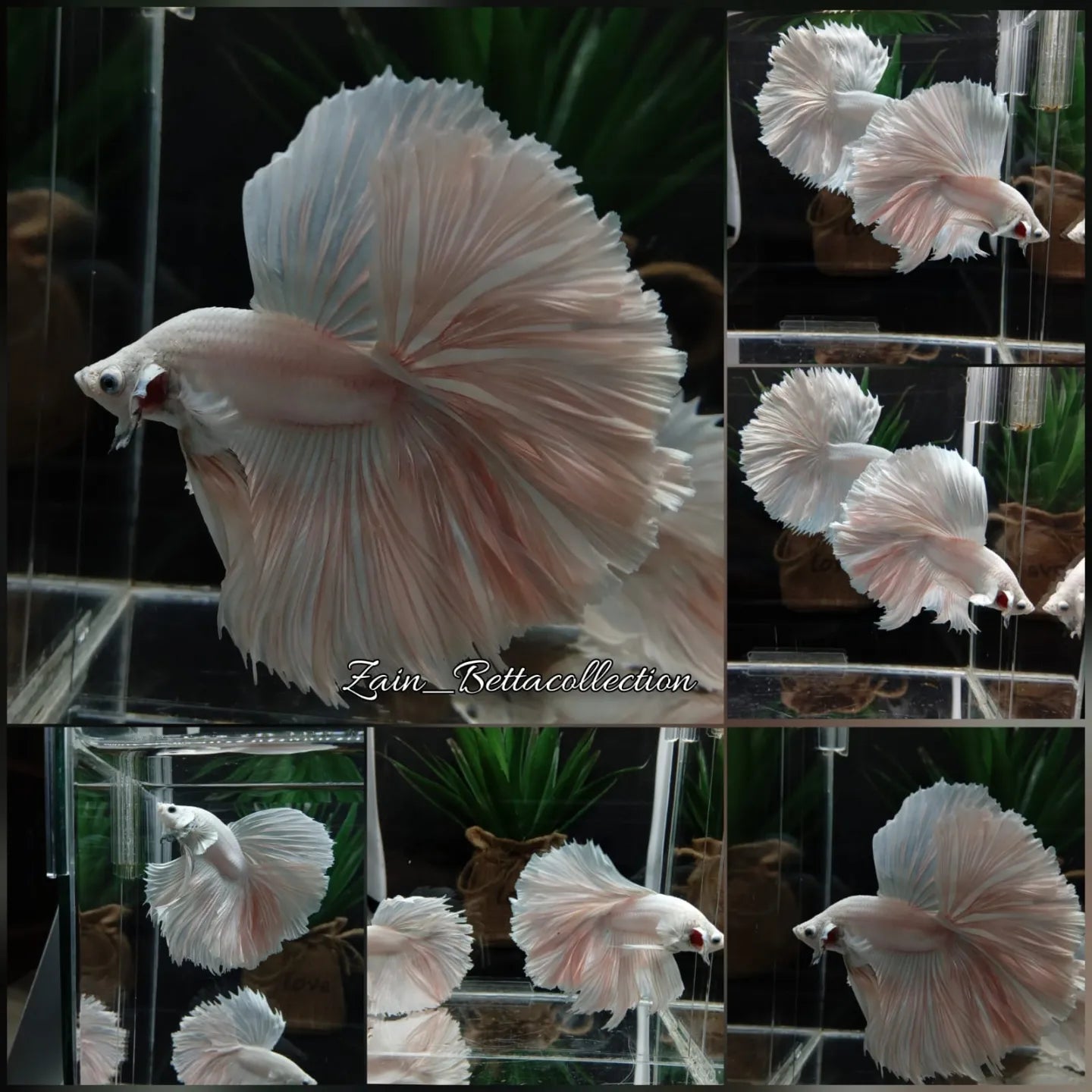 OHM Halfmoon White Platinum Opaque Betta Fish Male