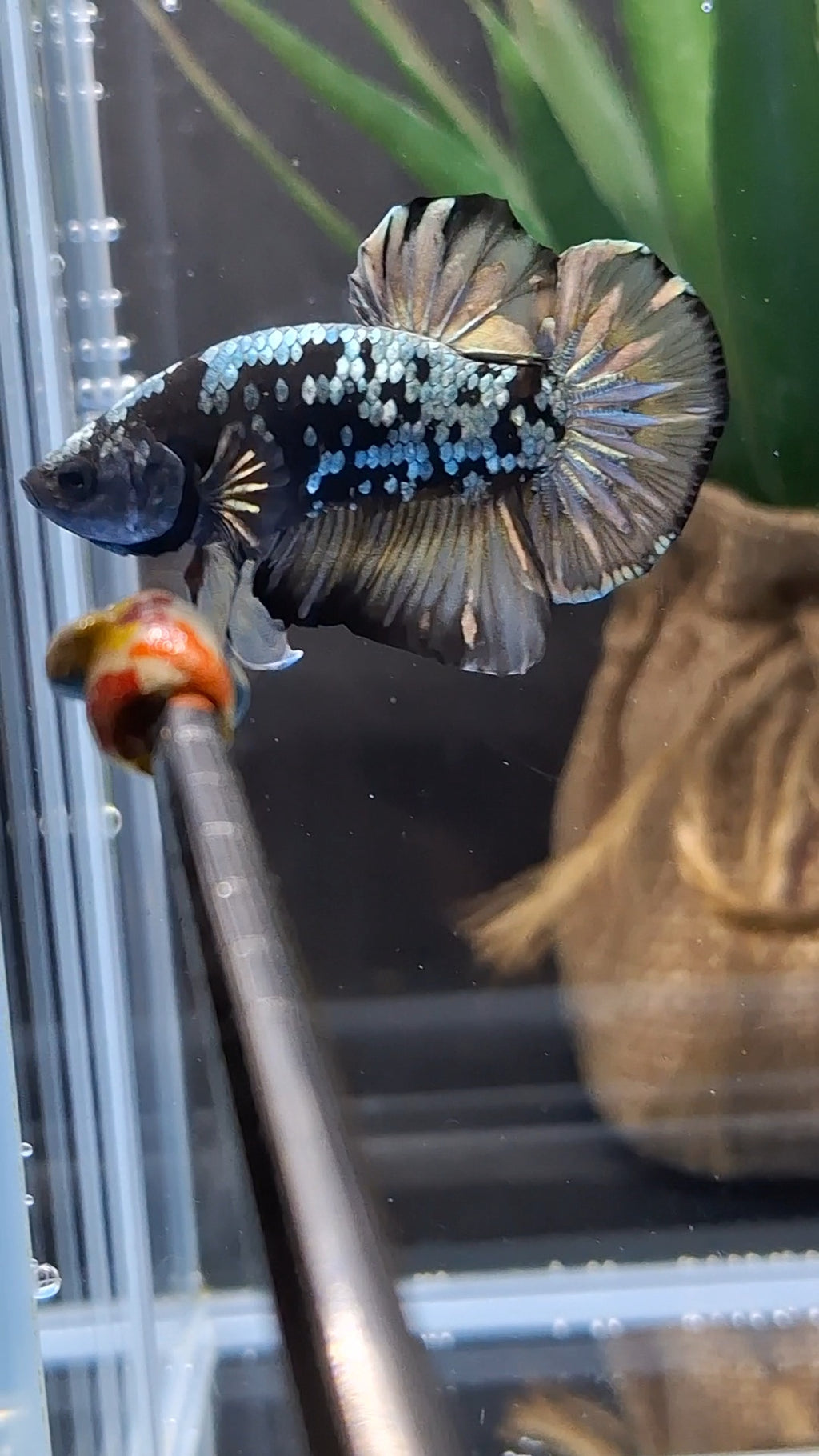 Black Star Galaxy Yellow Copper Gold Avatar Plakat HMPK Betta Fish Male