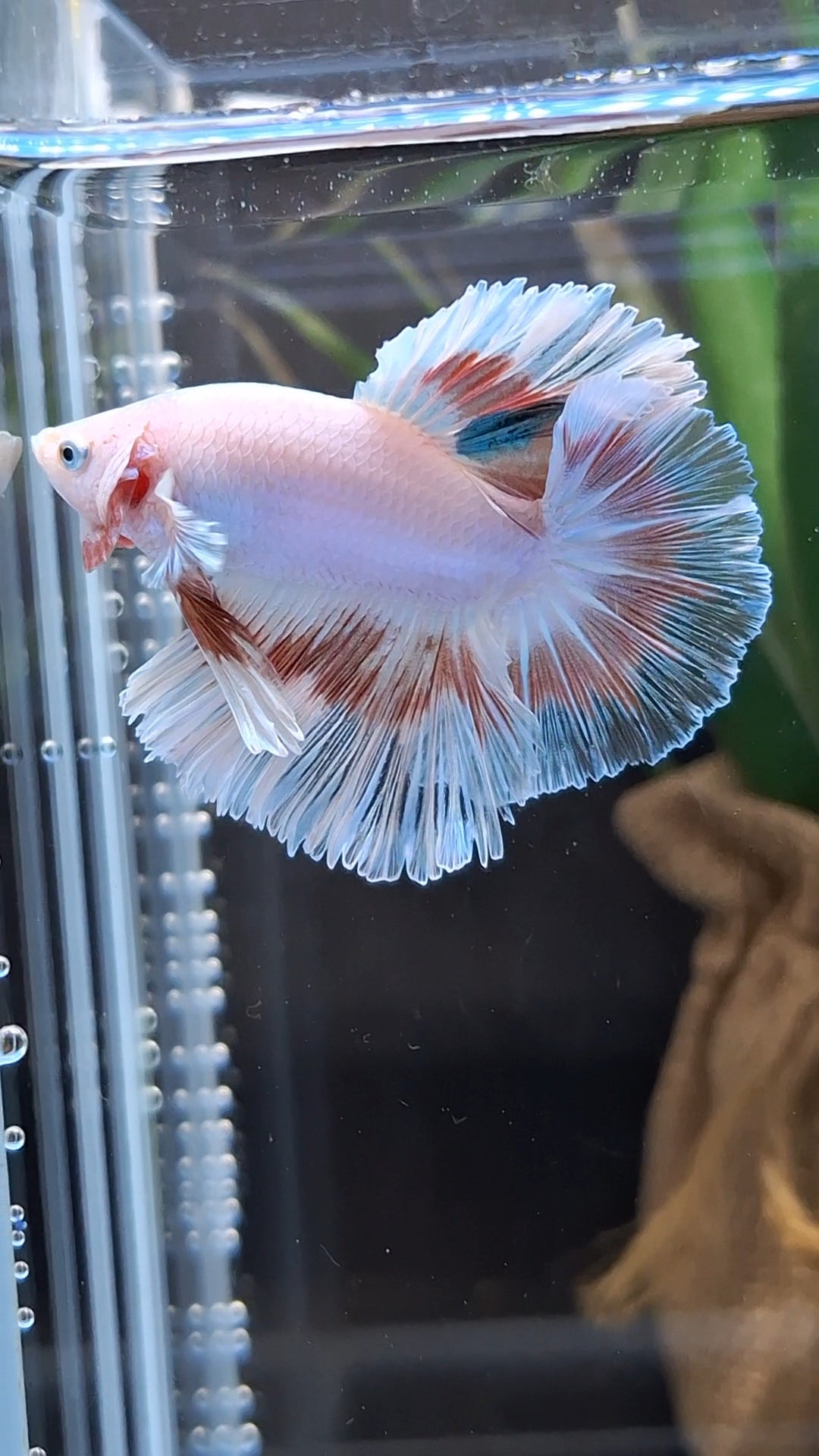 Halfmoon Feathertail Pink Fancy Betta Fish Male