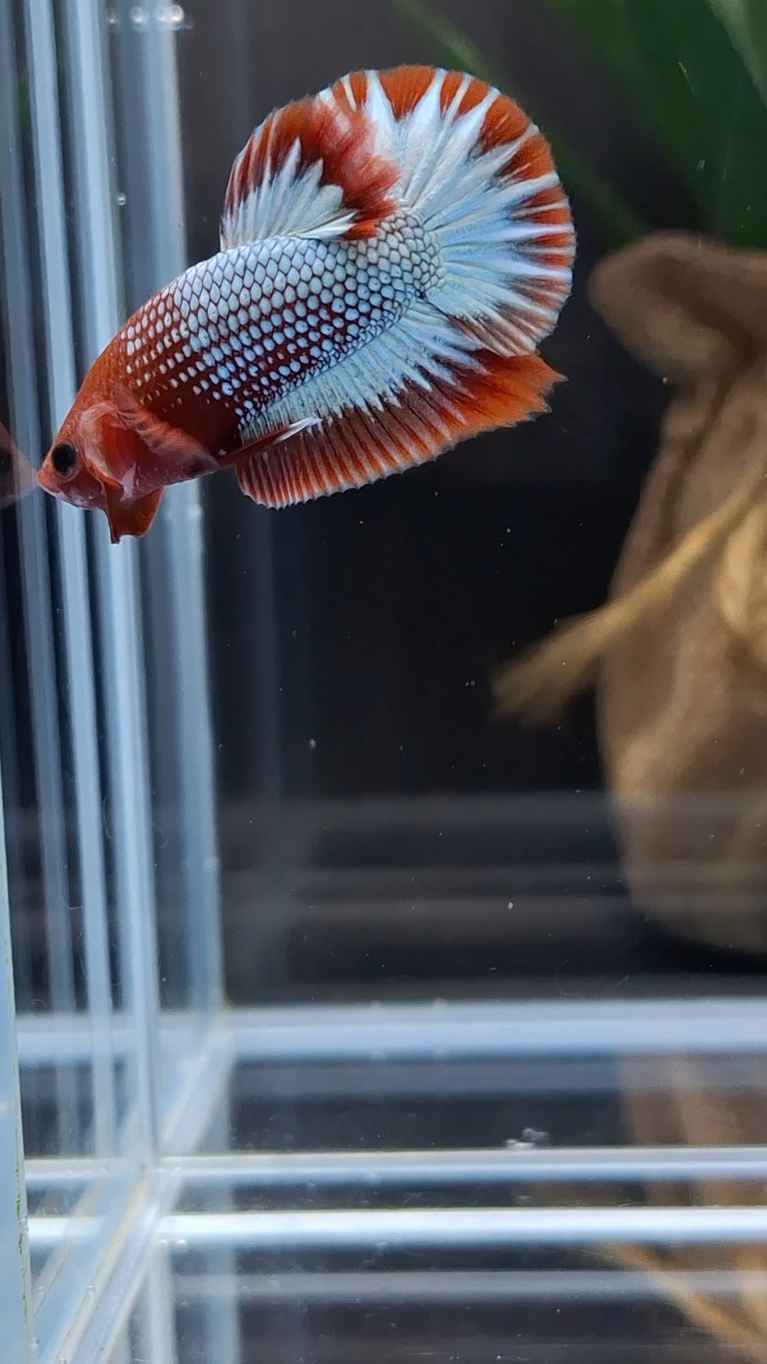 Red Fancy Copper FCCP Startail Plakat HMPK Betta Fish Male