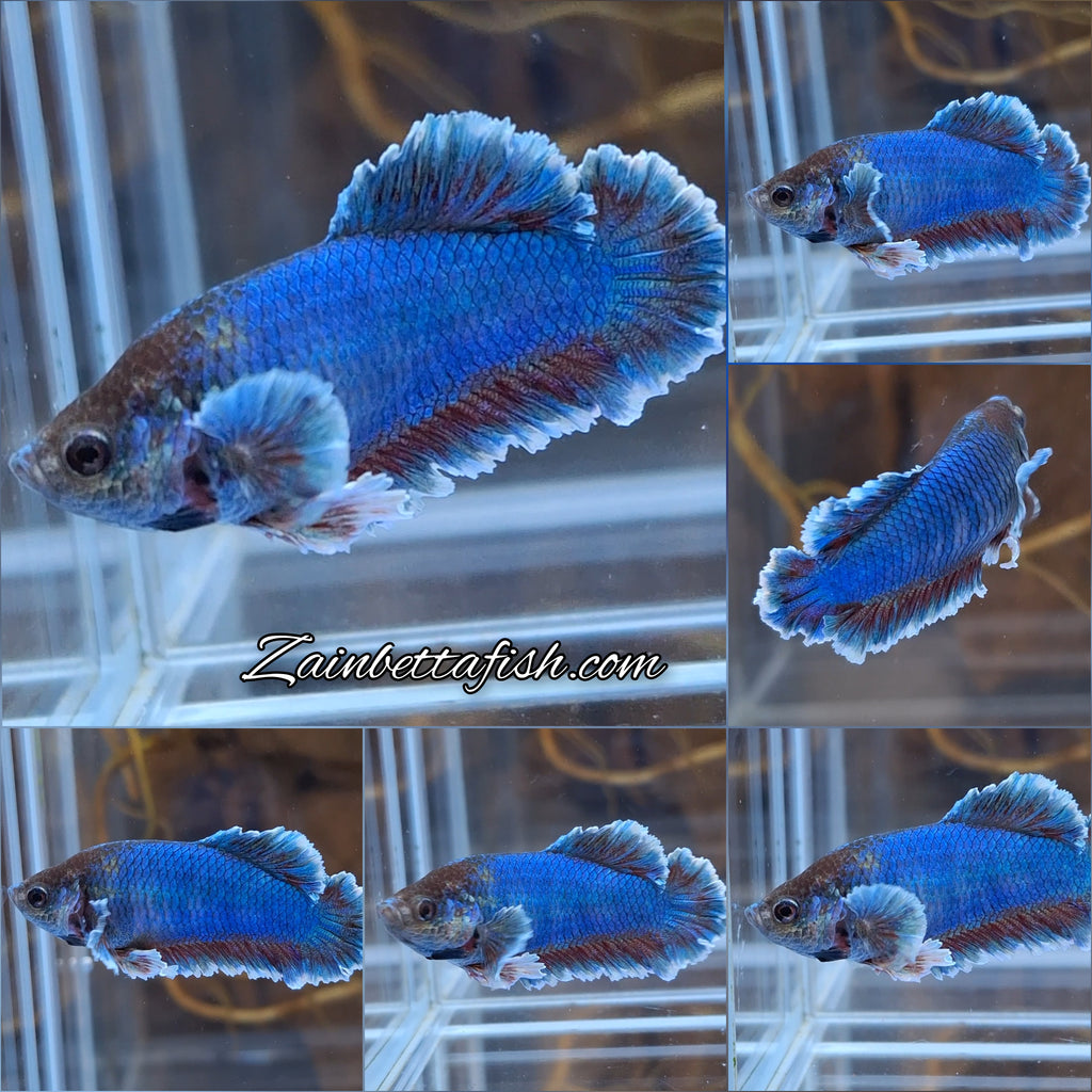 King Feathertail Female Betta Fish For Sorority / Breed