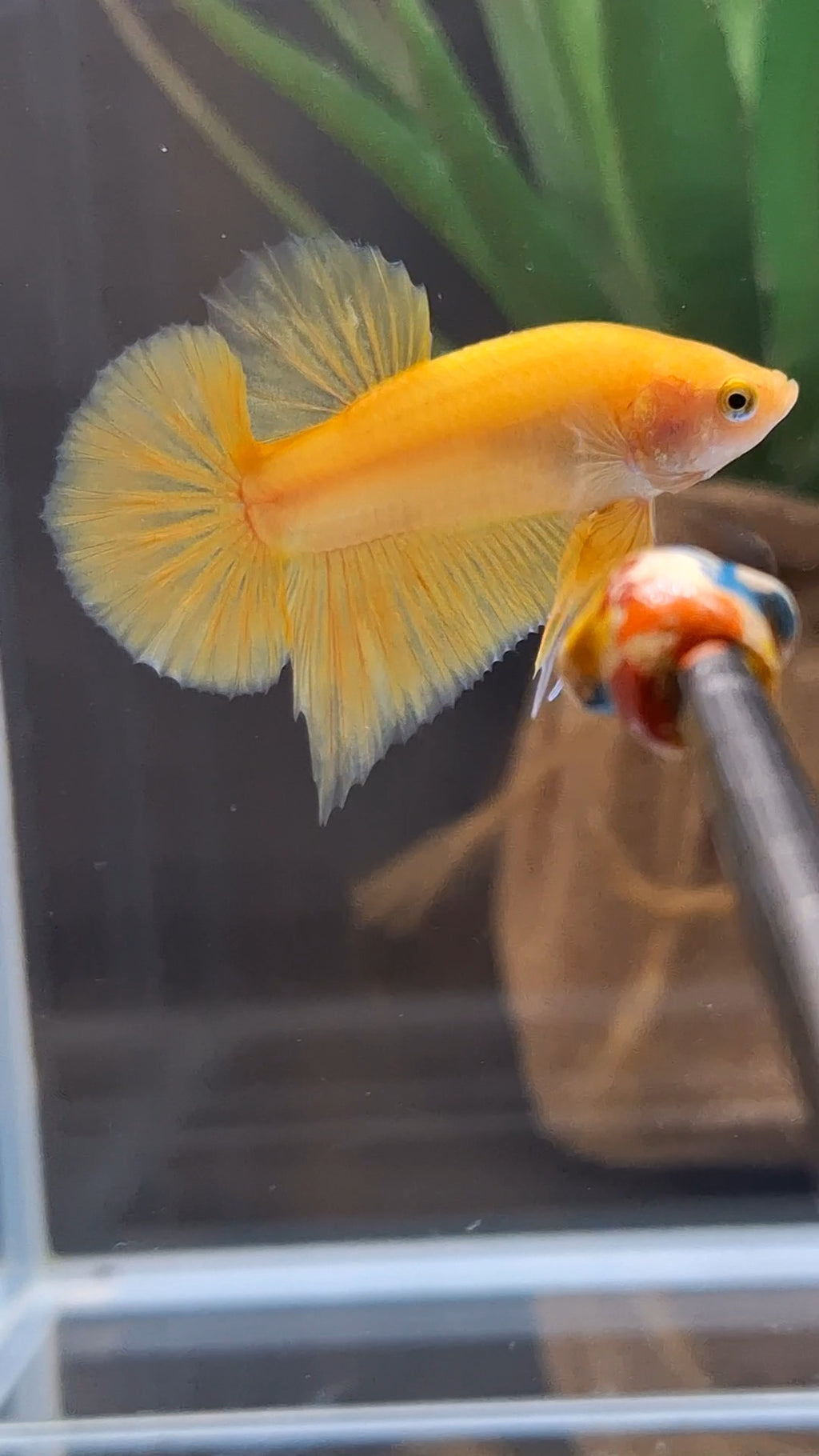 Junior Yellow Solid Color Plakat HMPK Betta Fish Male