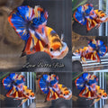 Koi Base Metalic Yellow Base Multicolor HMPK Betta Fish Male