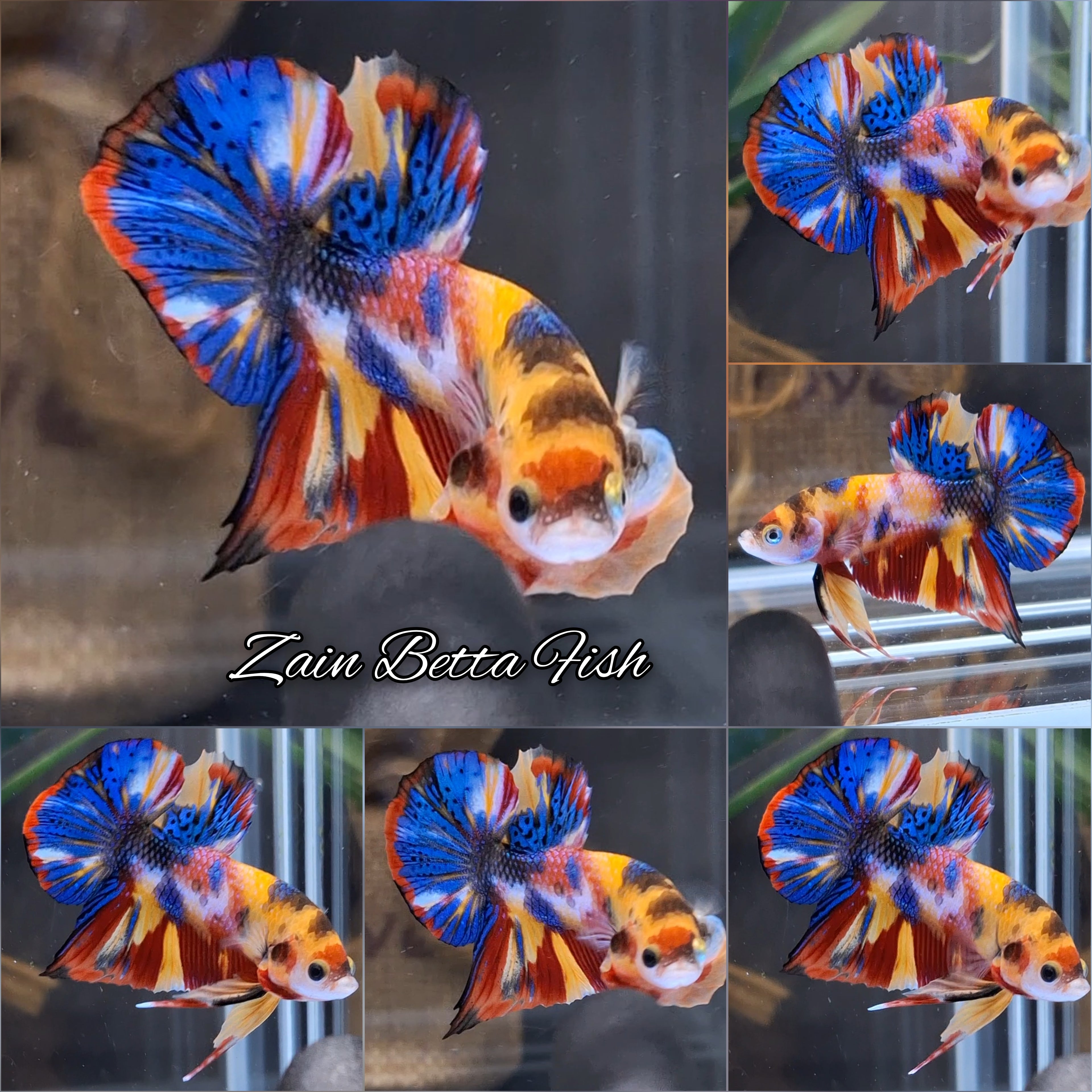 Koi Base Metalic Yellow Base Multicolor HMPK Betta Fish Male