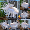 Crowntail White Platinum Betta Fish Male