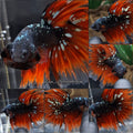 Halfmoon Luxury Red Vampire Gold Avatar Nebula Betta Fish Male