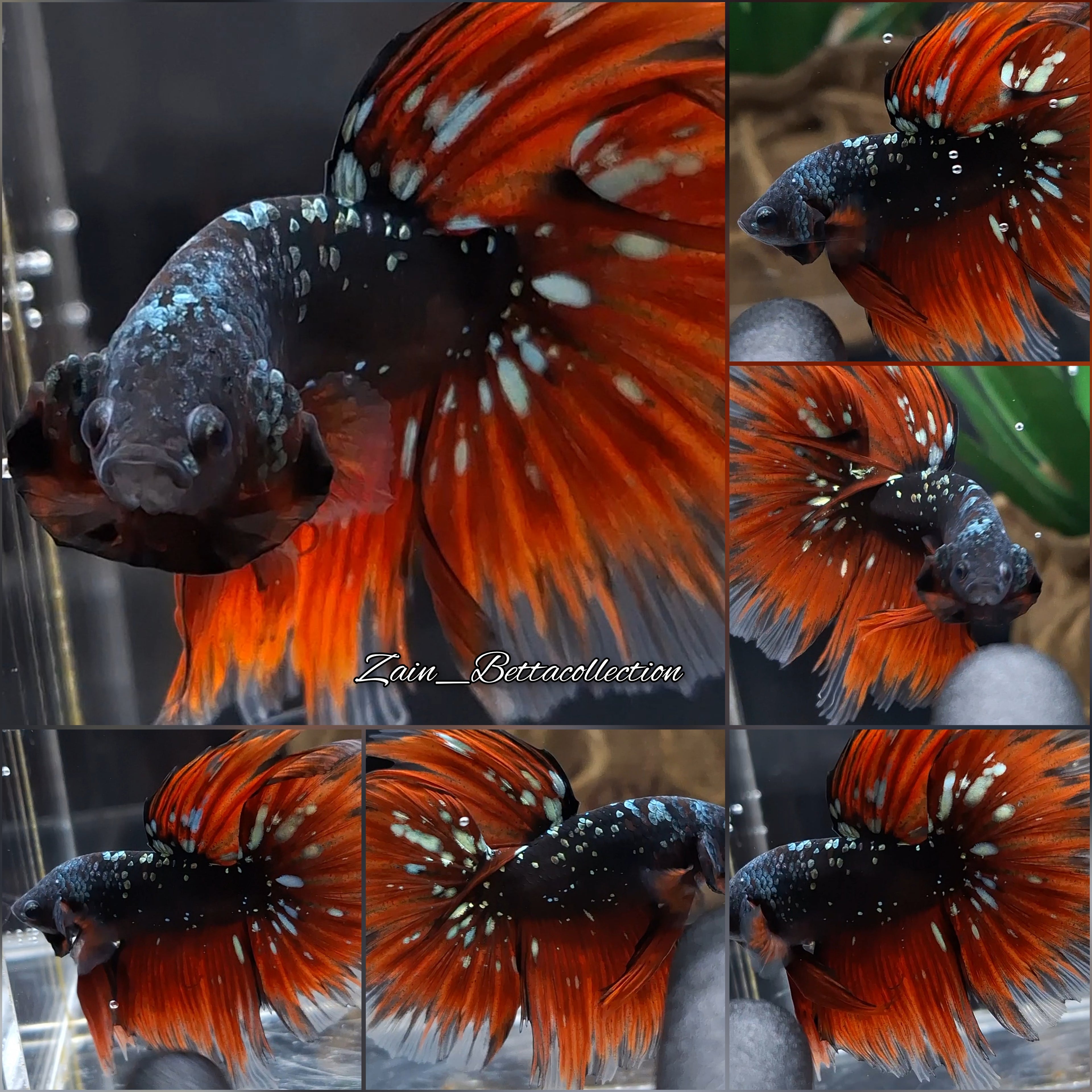Halfmoon Luxury Red Vampire Gold Avatar Nebula Betta Fish Male