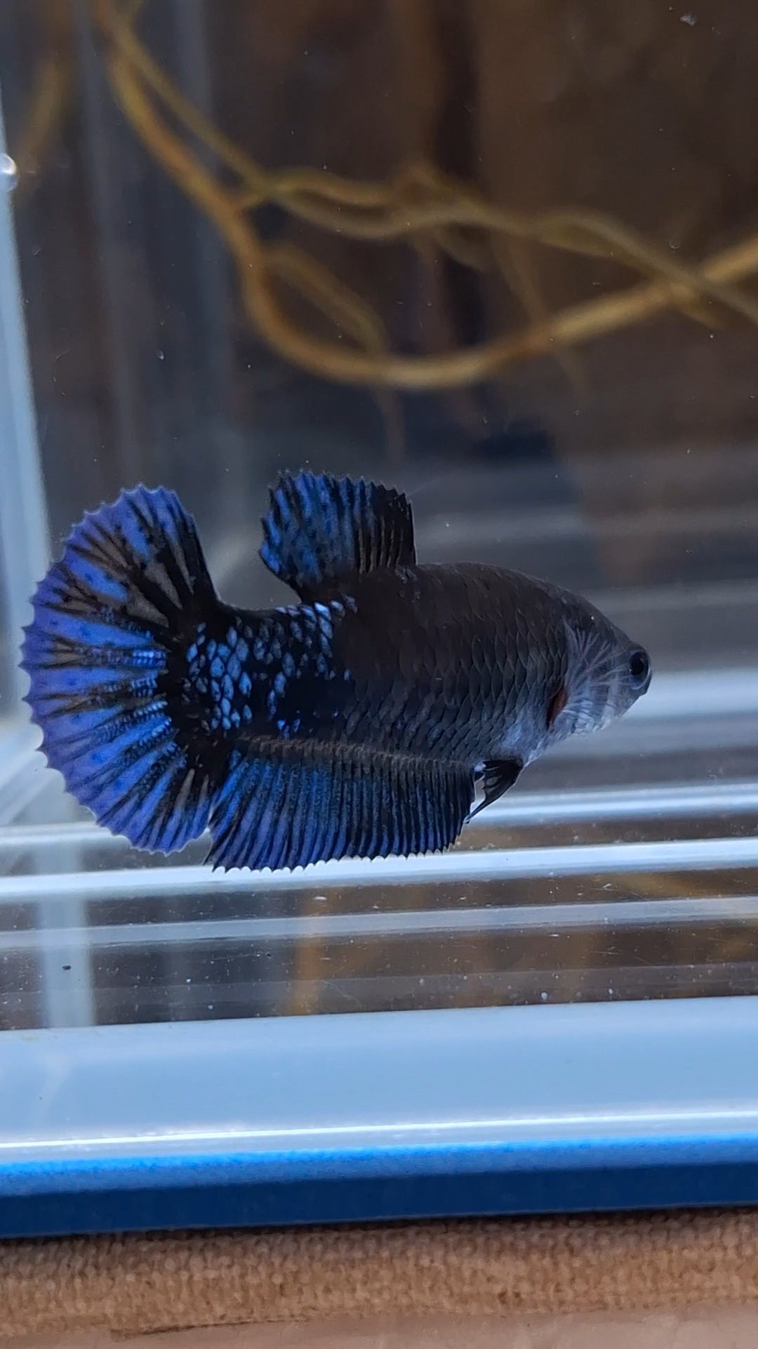 Avatar Black Blue Light Plakat Female Betta Fish For Sorority / Breed